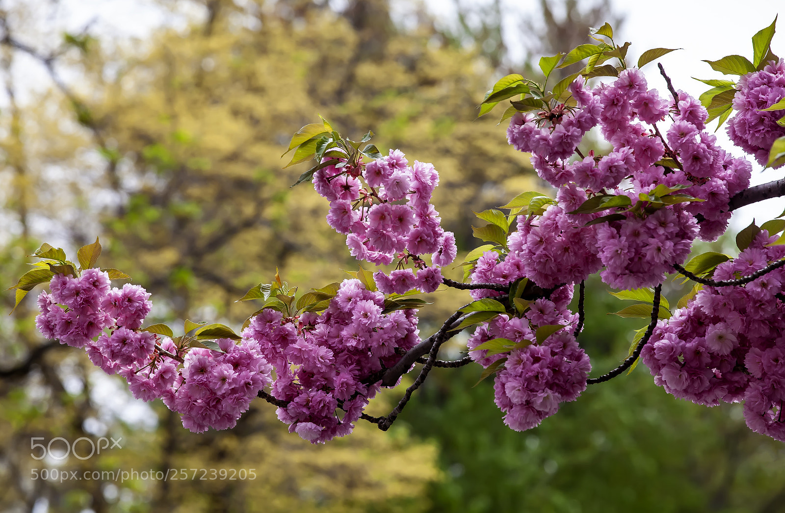 Canon EOS 5D Mark II sample photo. Cherry blossoms photography