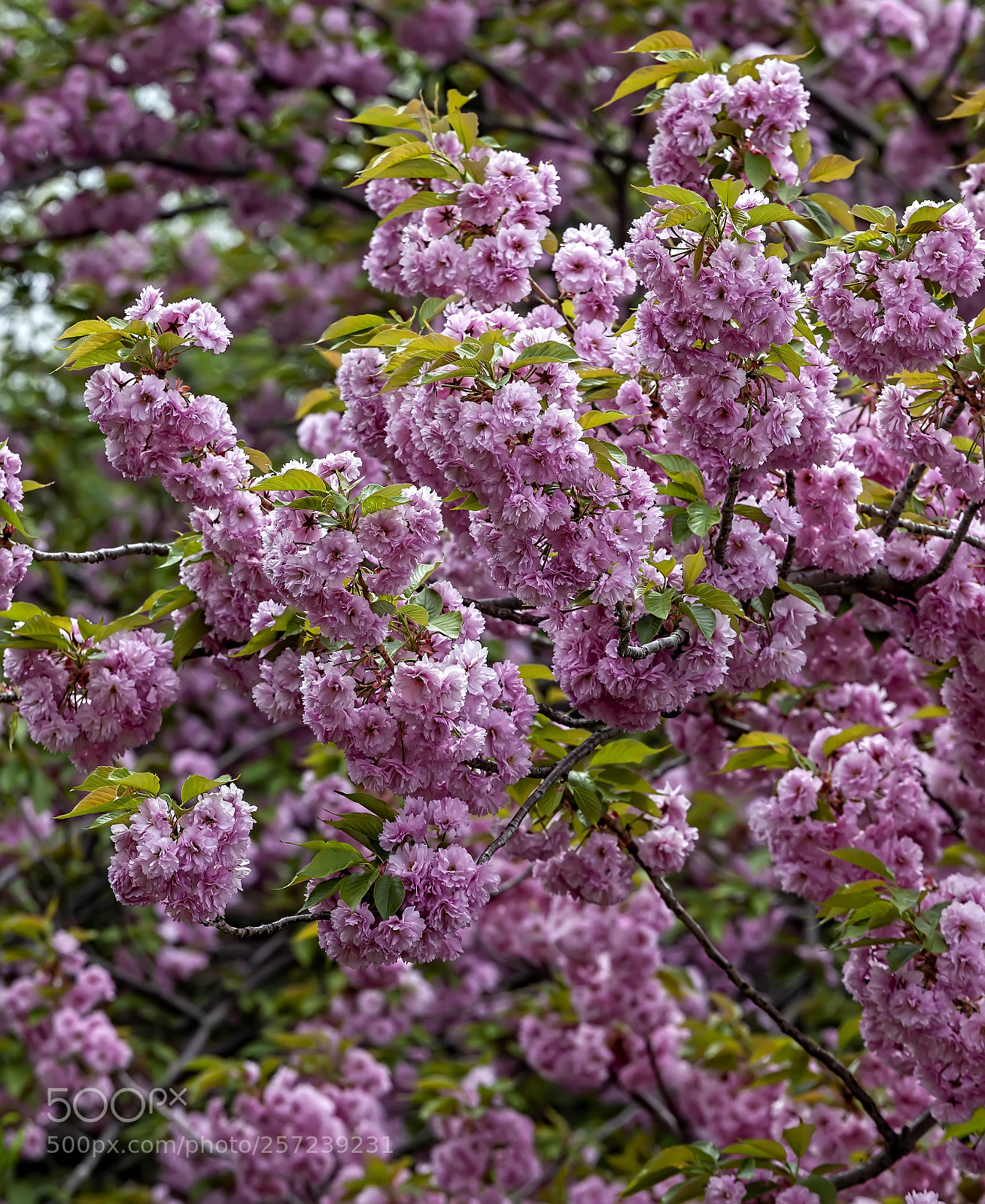 Canon EOS 5D Mark II sample photo. Cherry blossoms photography