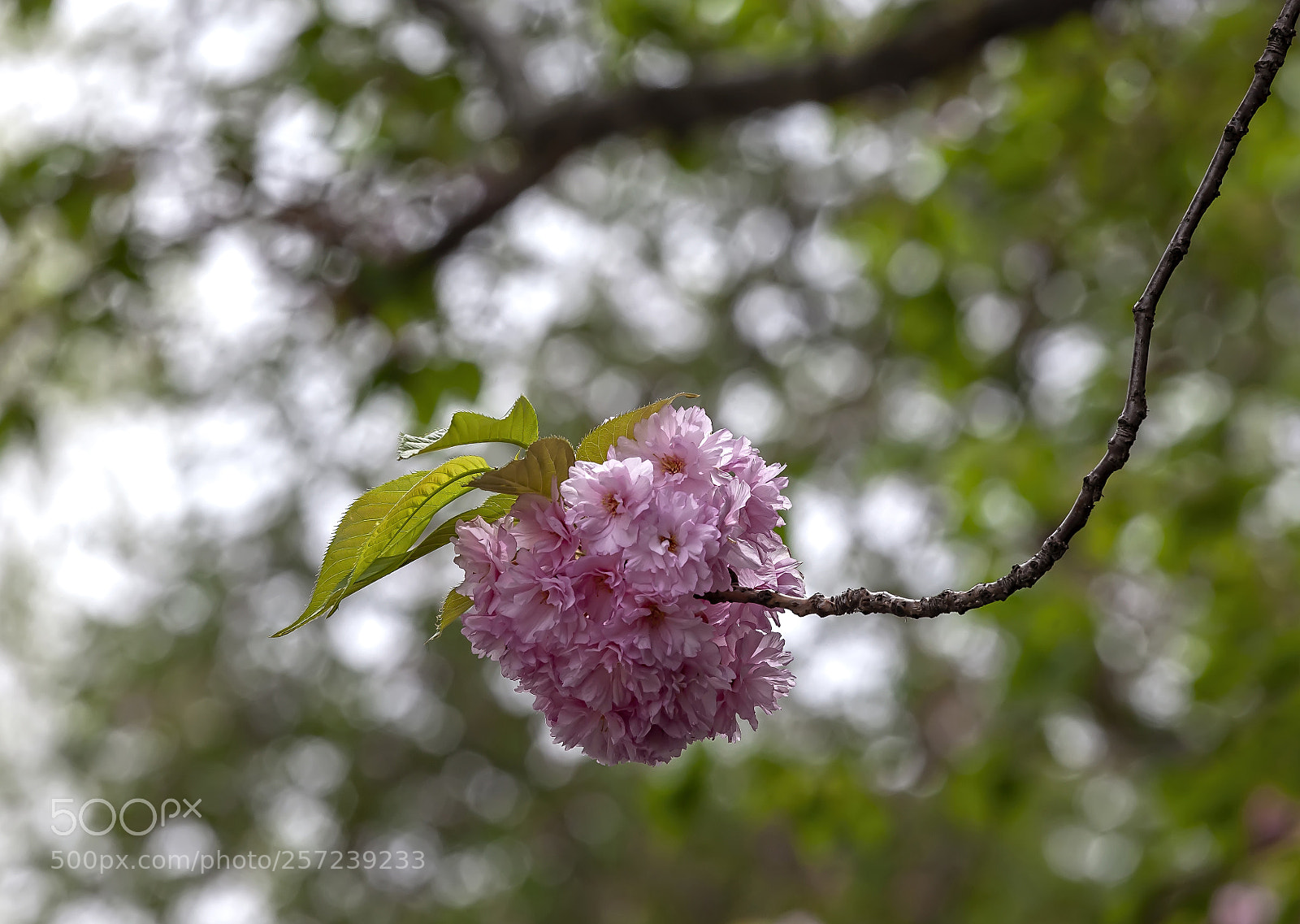 Canon EOS 5D Mark II sample photo. Cherry blossoms photography