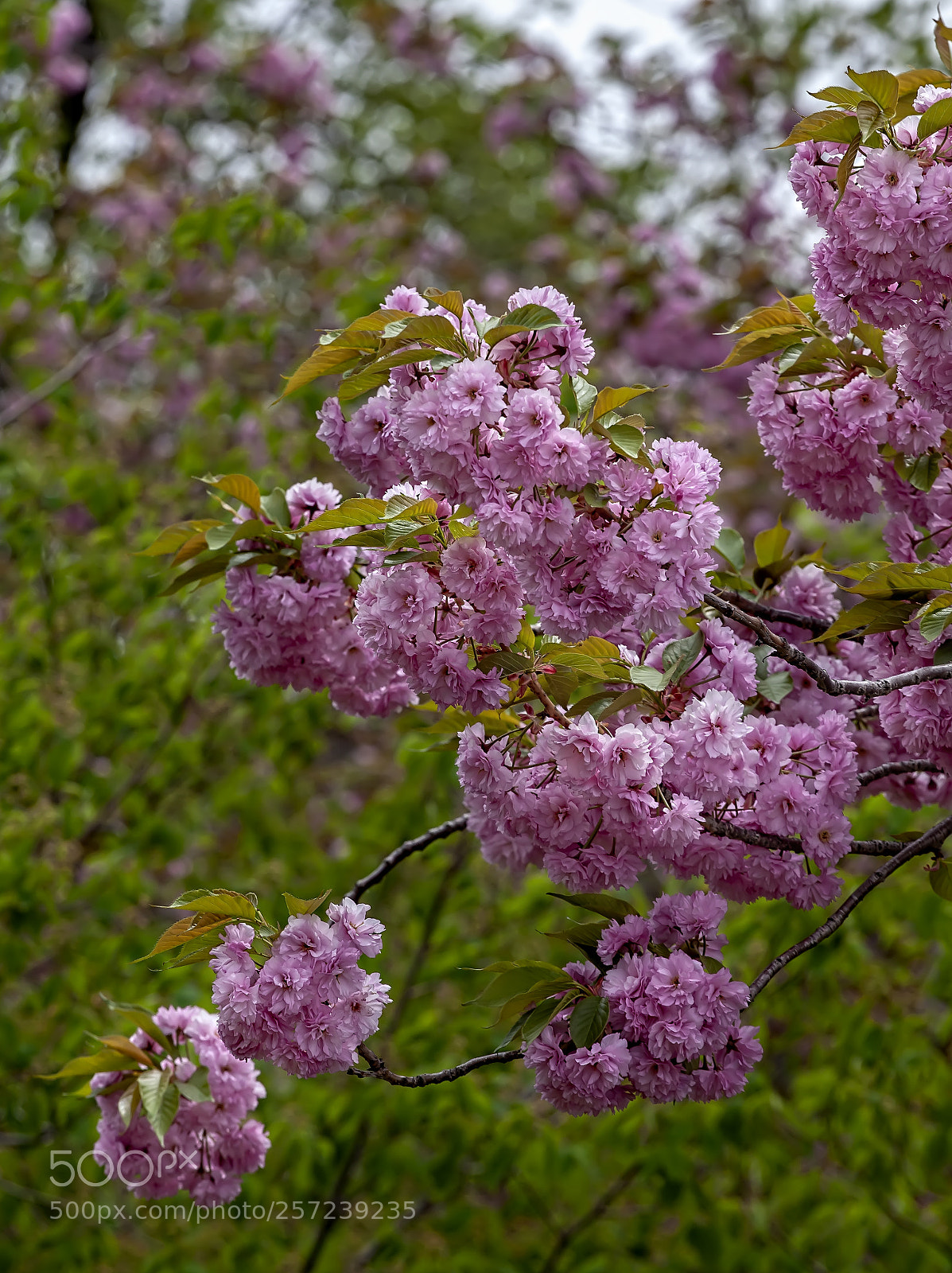 Canon EOS 5D Mark II sample photo. Cherry blossoms photography