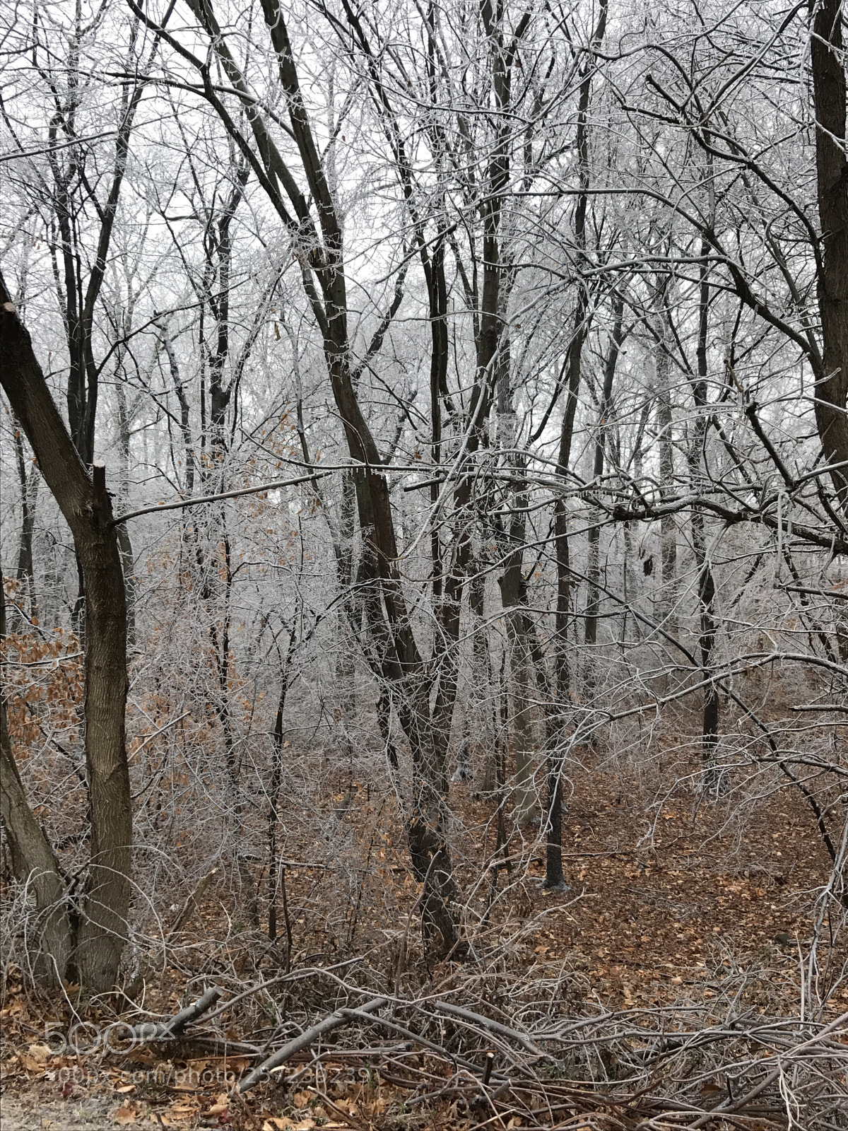 Apple iPhone 7 sample photo. Cold trees photography