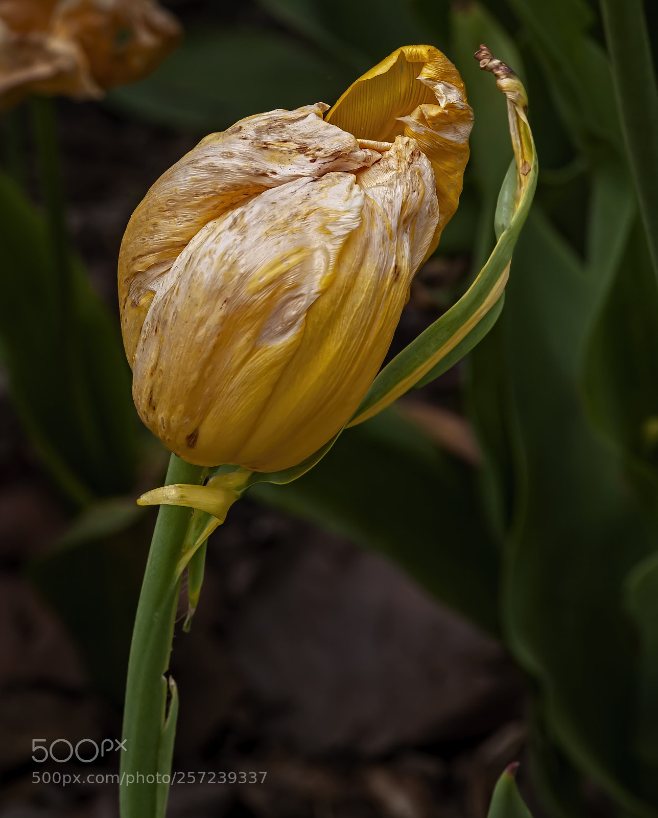Canon EOS 5D Mark II sample photo. Dying tulip photography