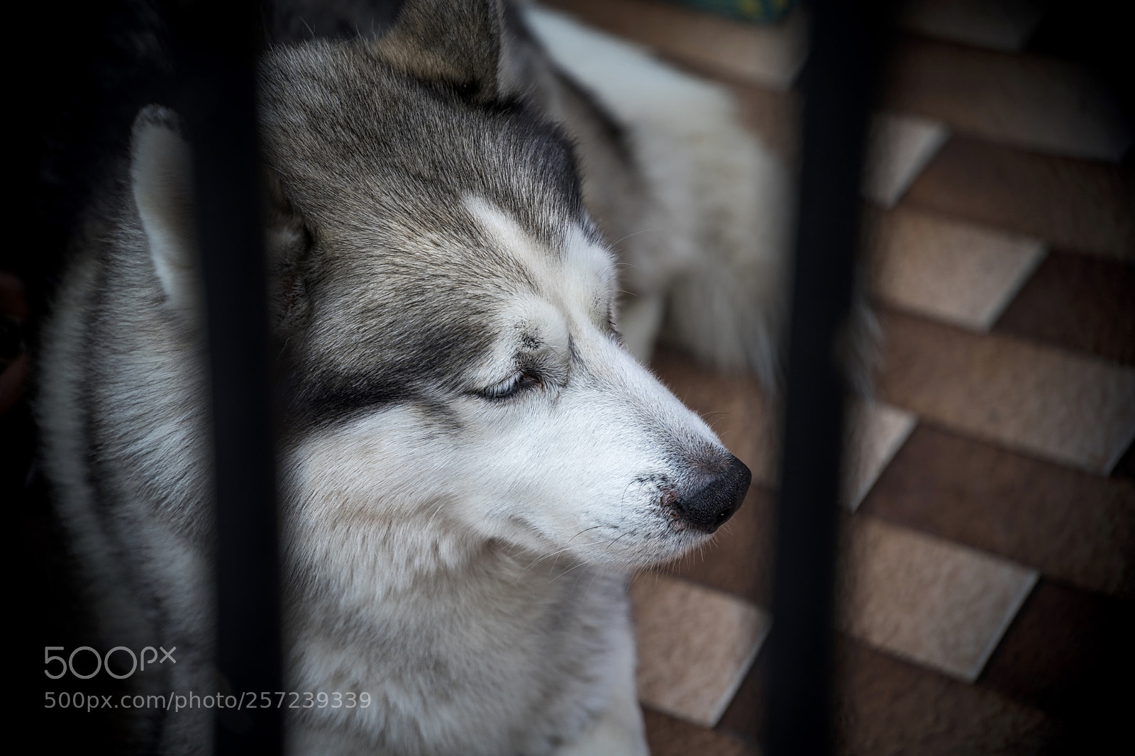 Sony a7 sample photo. Dog photography