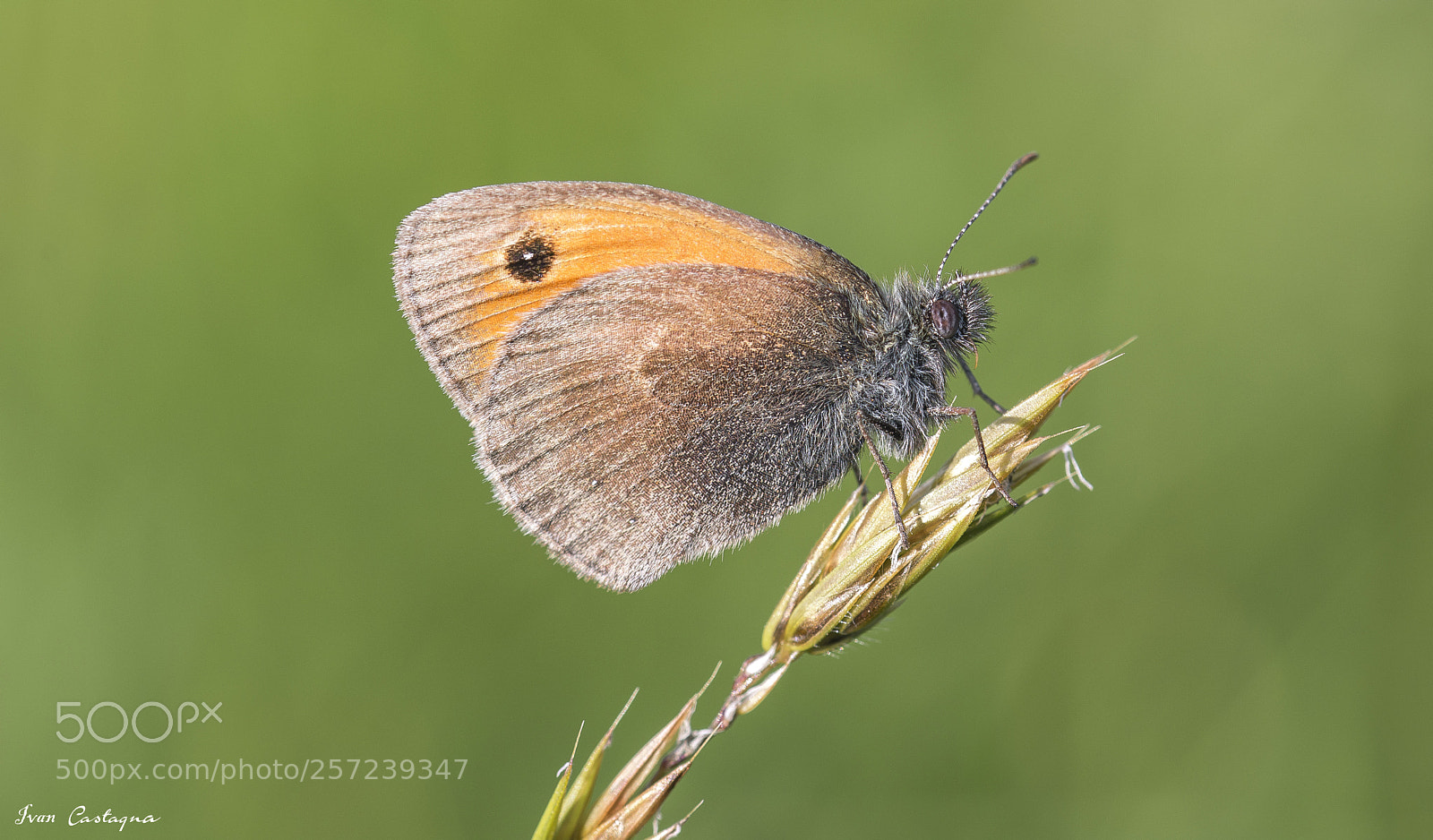 Nikon D7200 sample photo. Butterfly photography