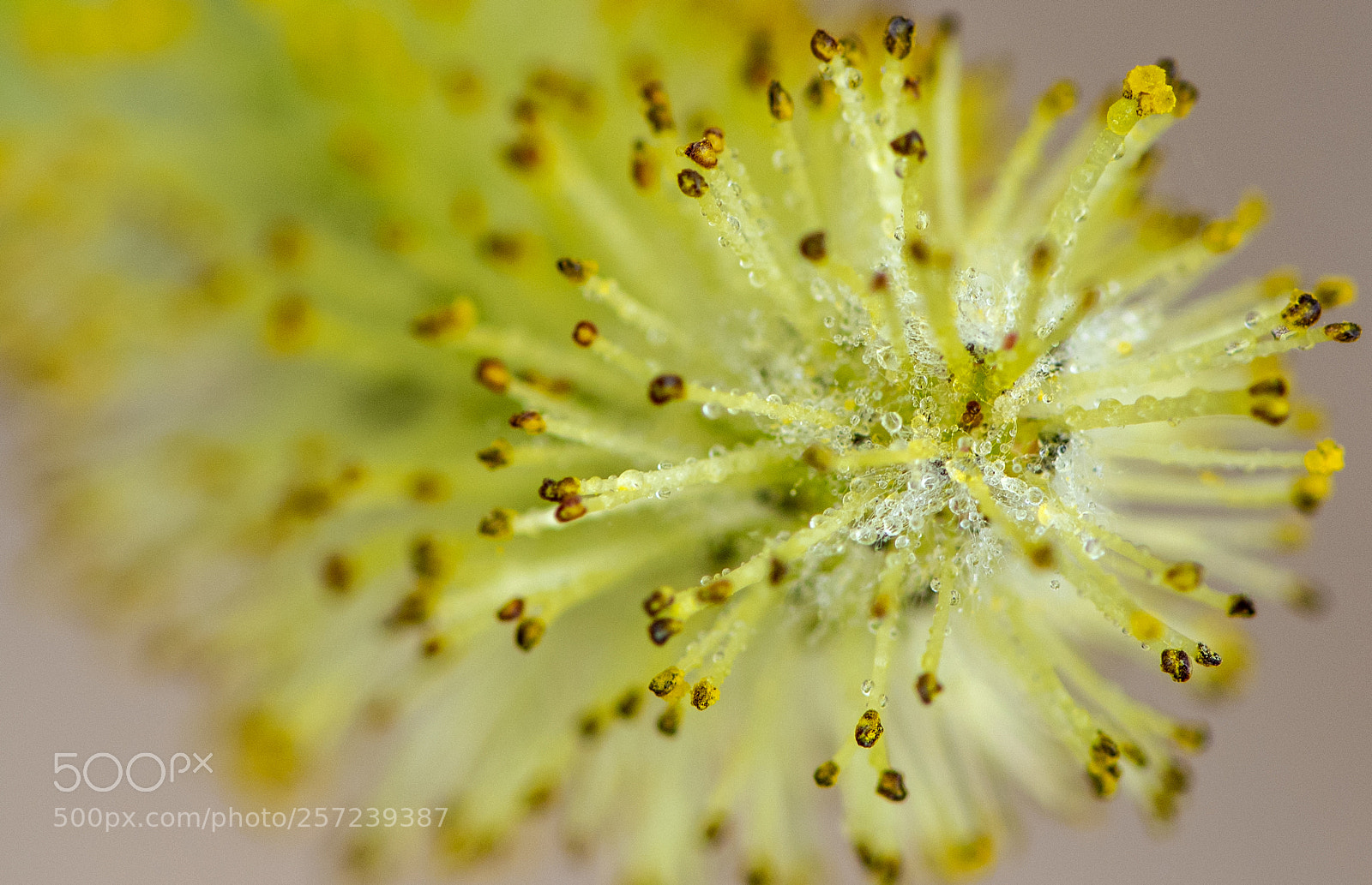 Nikon D810 sample photo. Spring dew photography