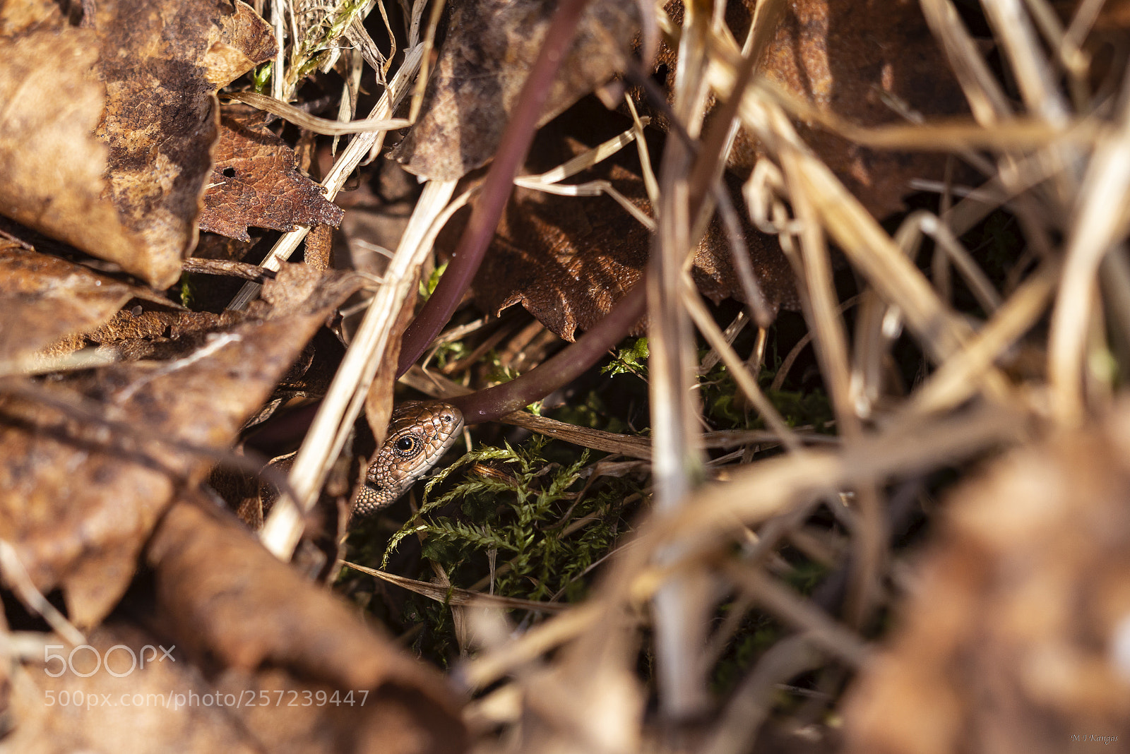 Nikon D610 sample photo. Common lizard photography