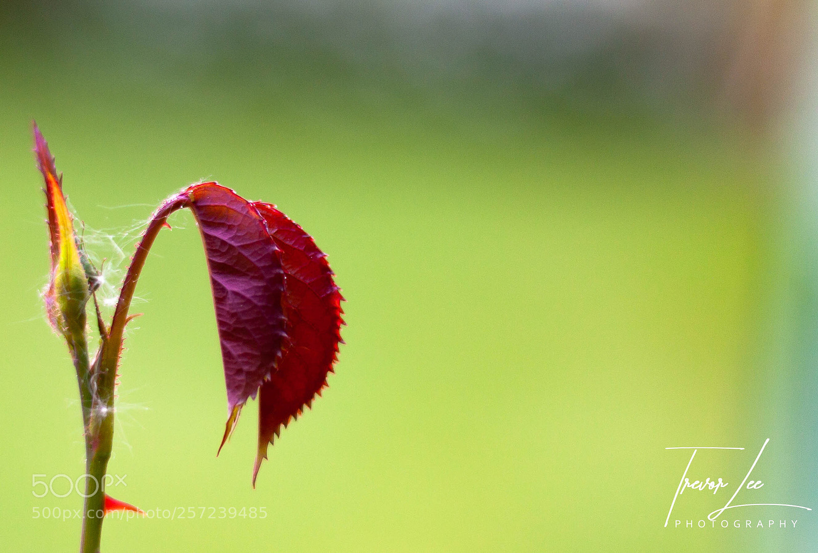 Canon EOS 40D sample photo. Beauty and the beast..... photography