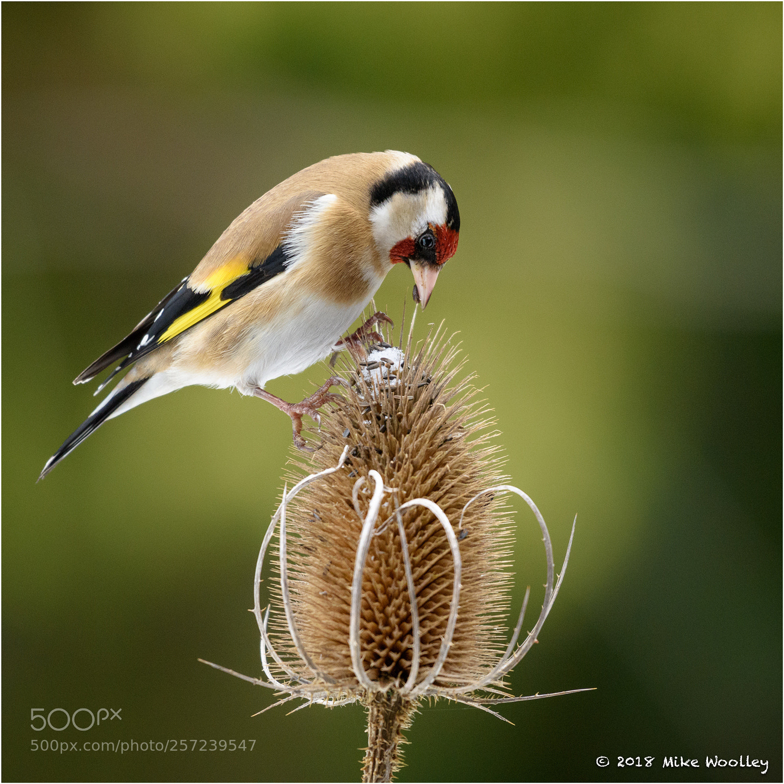 Nikon D810 sample photo. Goldfinch picking seeds from photography