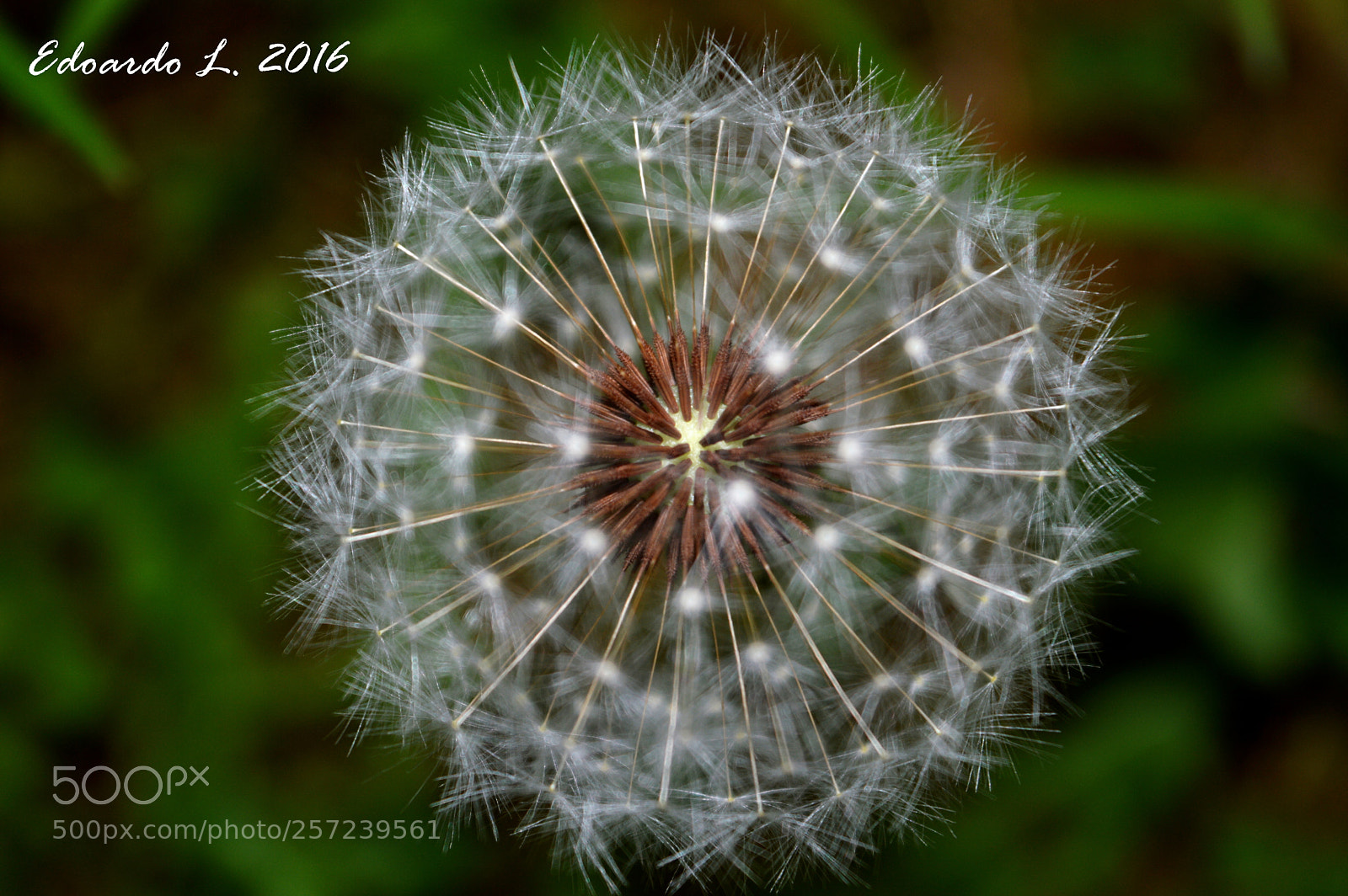 Nikon D3200 sample photo. Dandelion flower photography