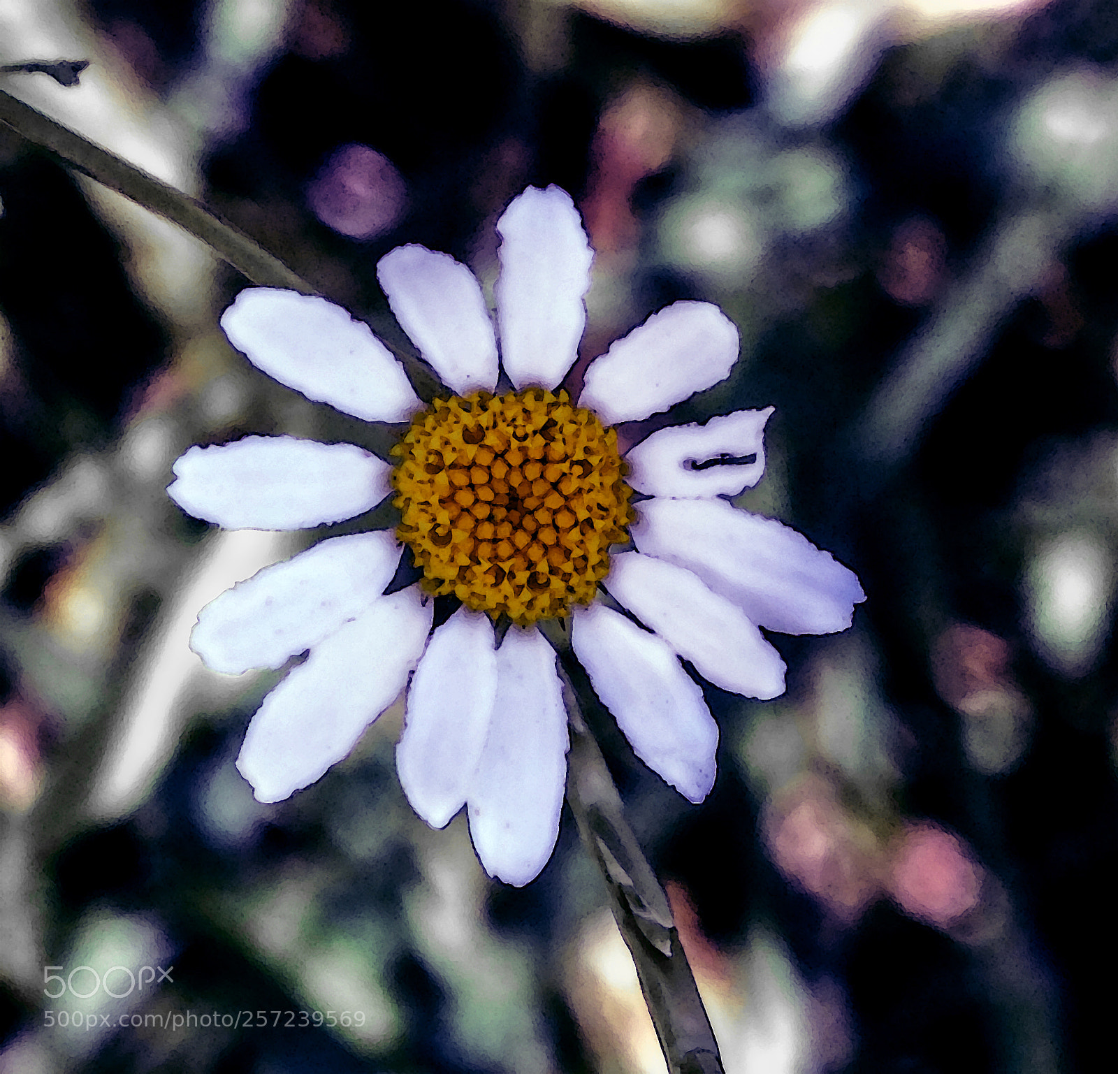 Fujifilm X20 sample photo. Daisy photography