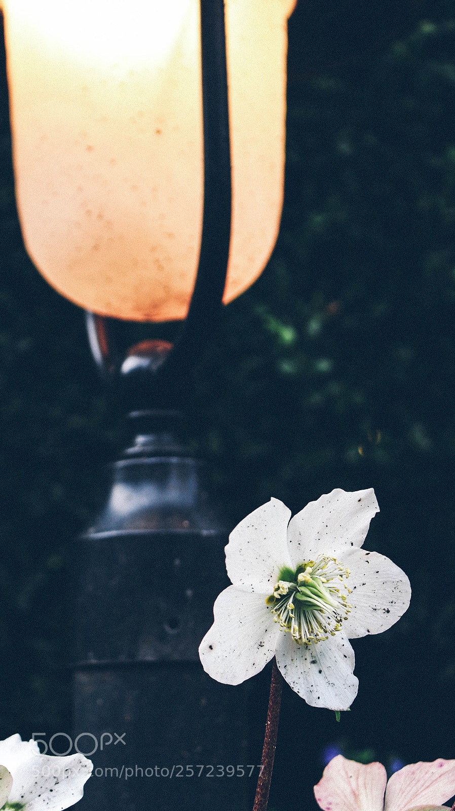 Canon EOS 700D (EOS Rebel T5i / EOS Kiss X7i) sample photo. Beautiful city flower garden photography