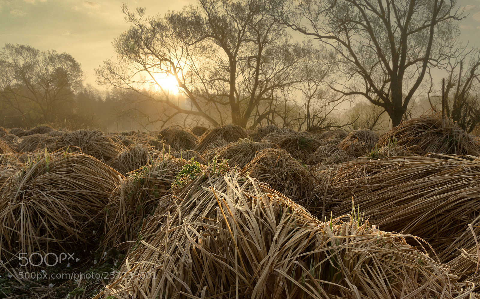 Pentax K-3 sample photo. Ráno u vltavy photography