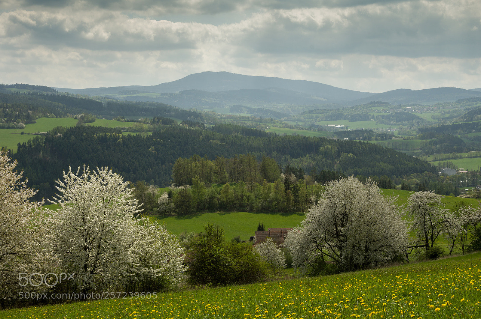 Pentax K-3 sample photo. Jarní šumava photography