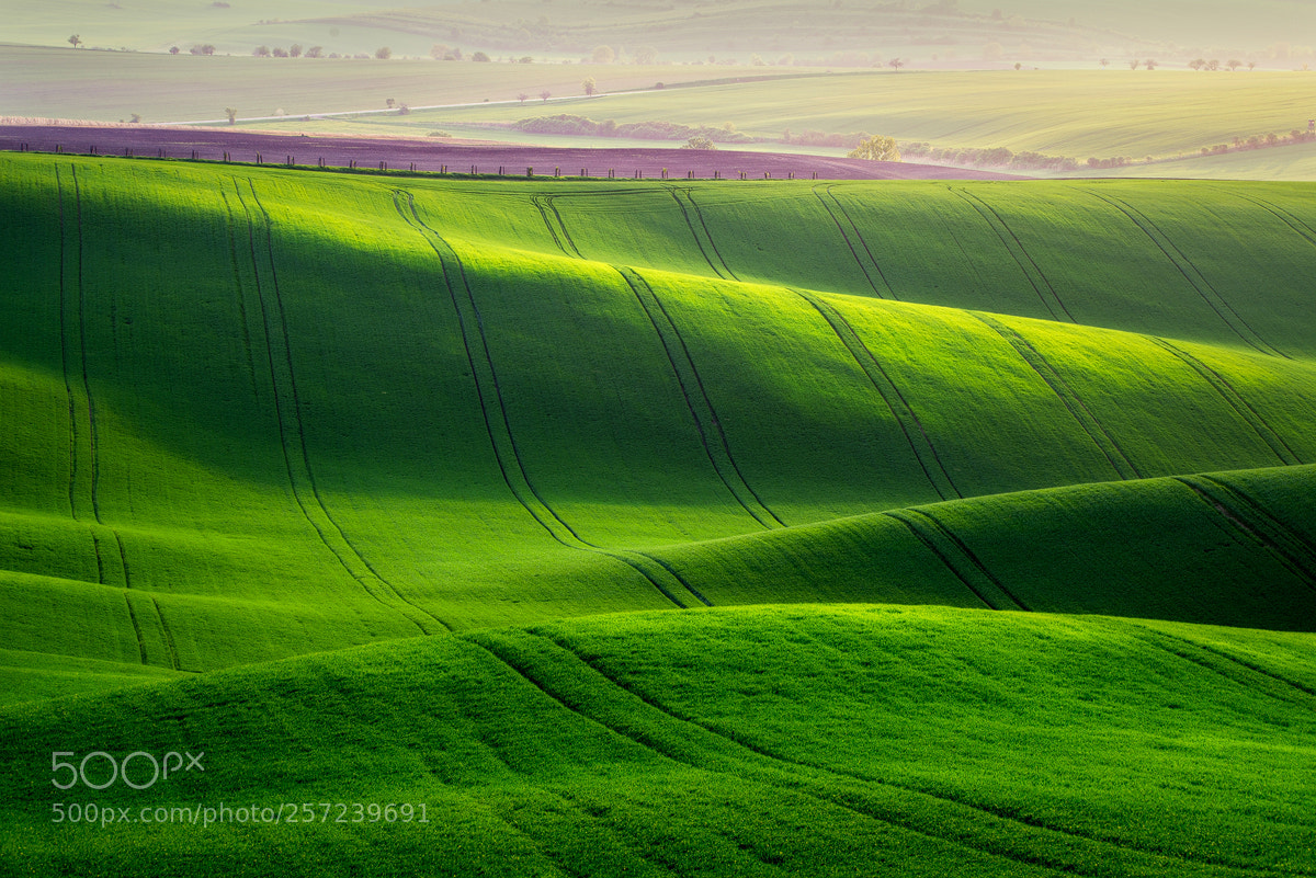 Nikon D610 sample photo. Classic filds of moravia photography