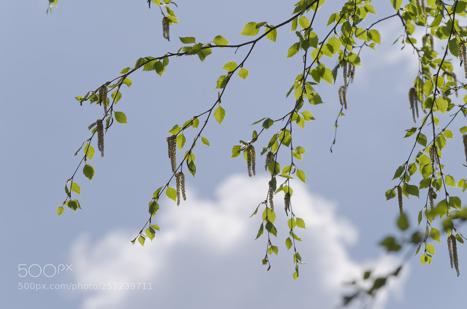 Nikon D5100 sample photo. Spring photography