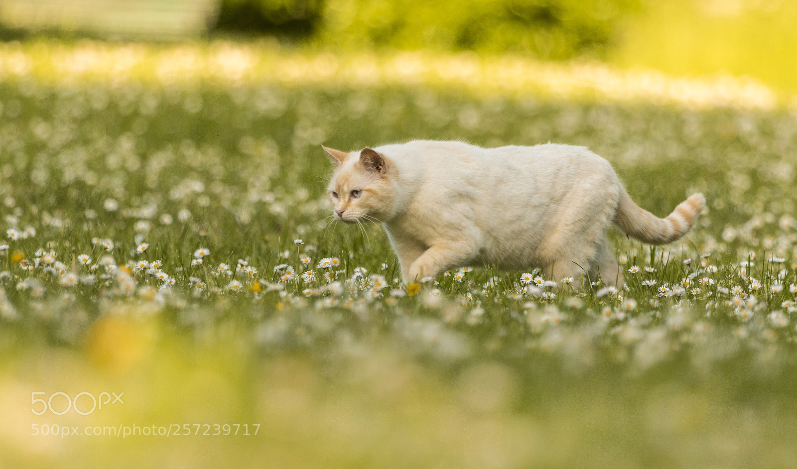 Canon EOS 7D Mark II sample photo. In white photography