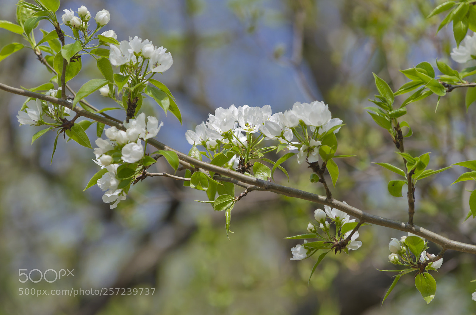 Nikon D5100 sample photo. Spring photography