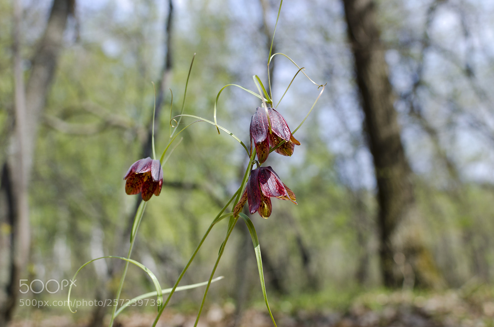 Nikon D5100 sample photo. Spring photography