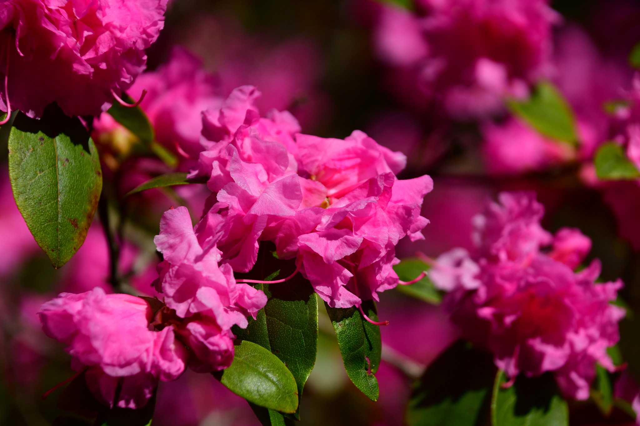 Nikon D7500 sample photo. Azalea  photography