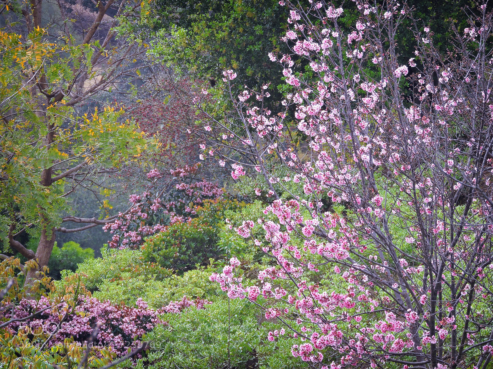 Nikon Coolpix P530 sample photo. Cherry tree photography