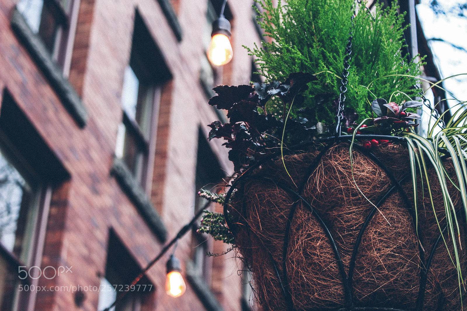 Canon EOS 700D (EOS Rebel T5i / EOS Kiss X7i) sample photo. Pot of plants.vintage and photography