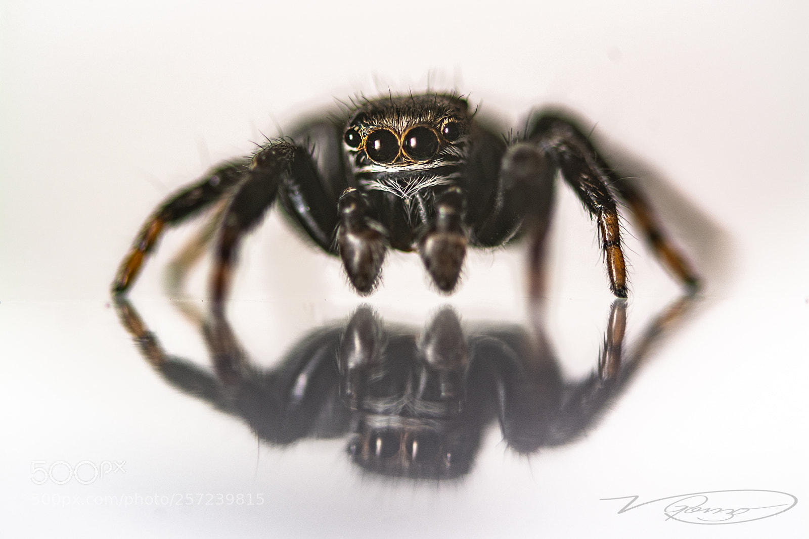 Nikon D7100 sample photo. Who are you?! photography