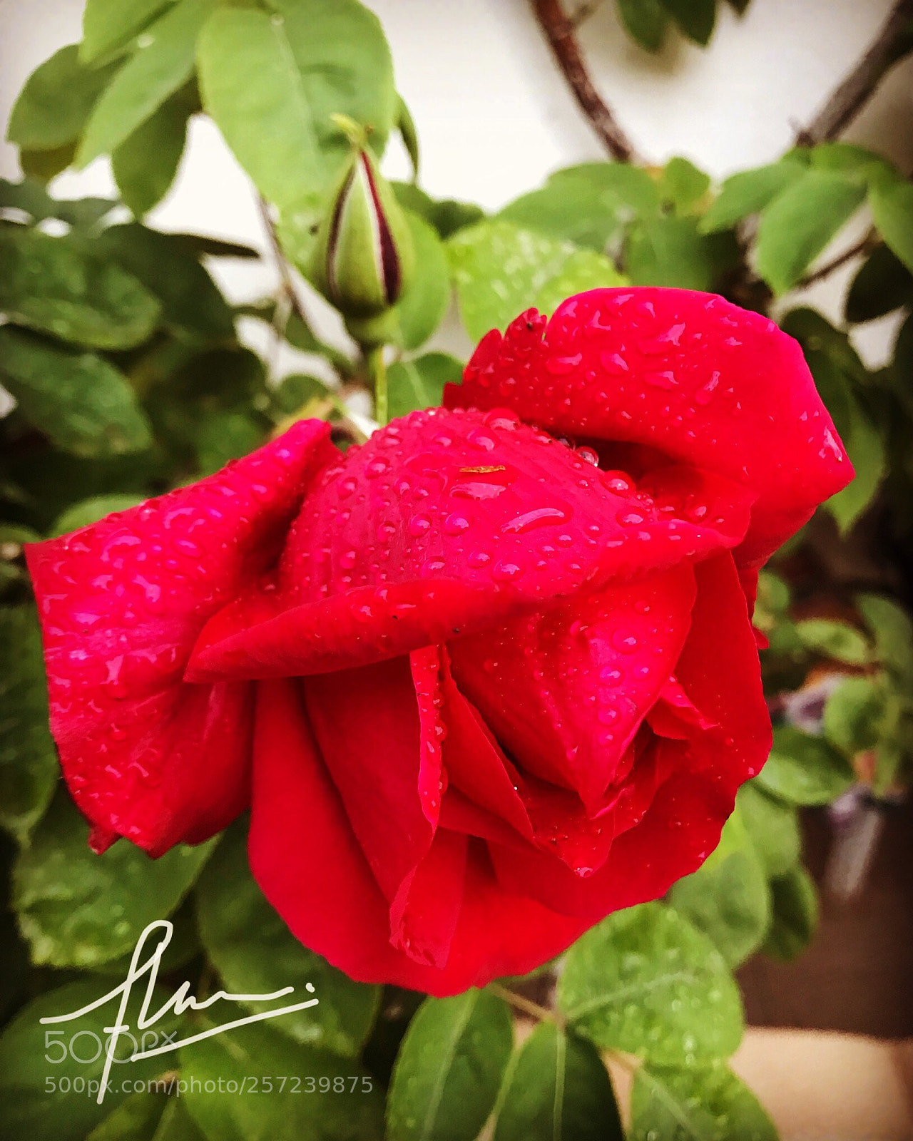 Apple iPhone 7 sample photo. Untitled photography