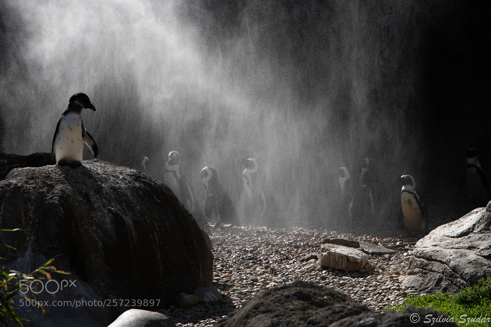 Canon EOS 750D (EOS Rebel T6i / EOS Kiss X8i) sample photo. Penguins in the rain photography