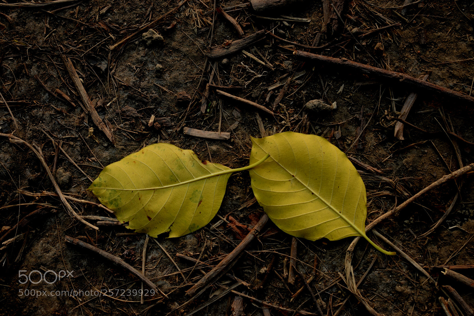 Nikon D3300 sample photo. Untitled photography