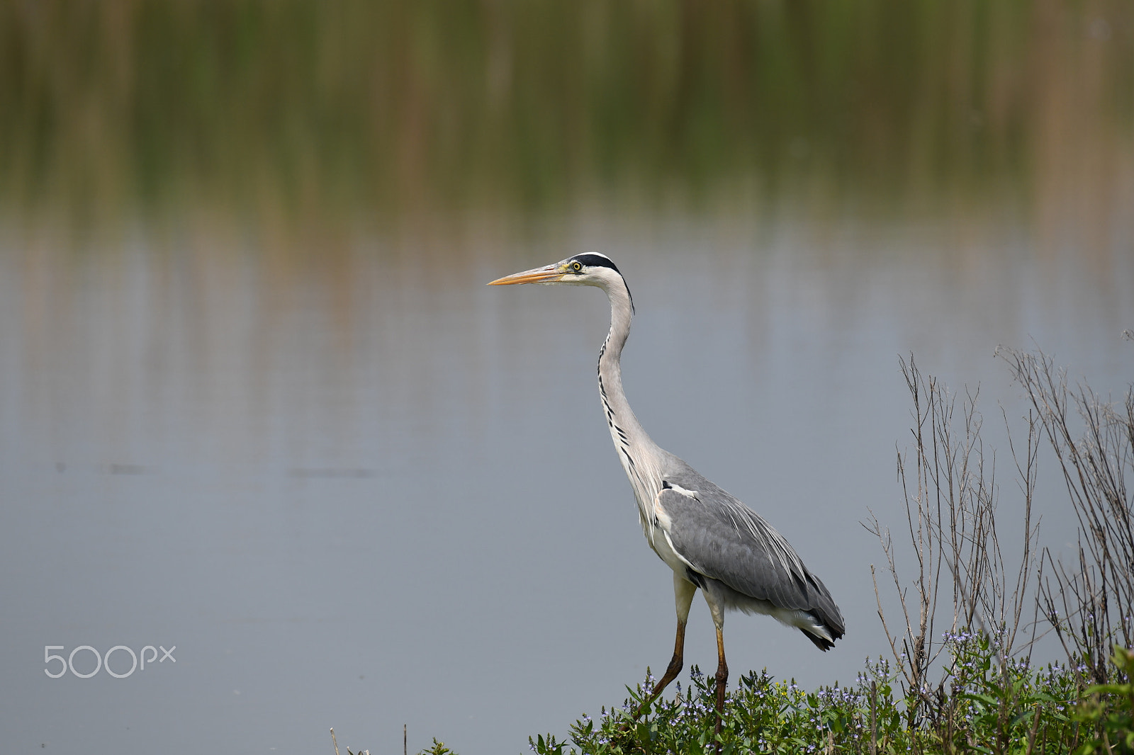 Nikon AF-S Nikkor 200-500mm F5.6E ED VR sample photo. Airone cenerino photography