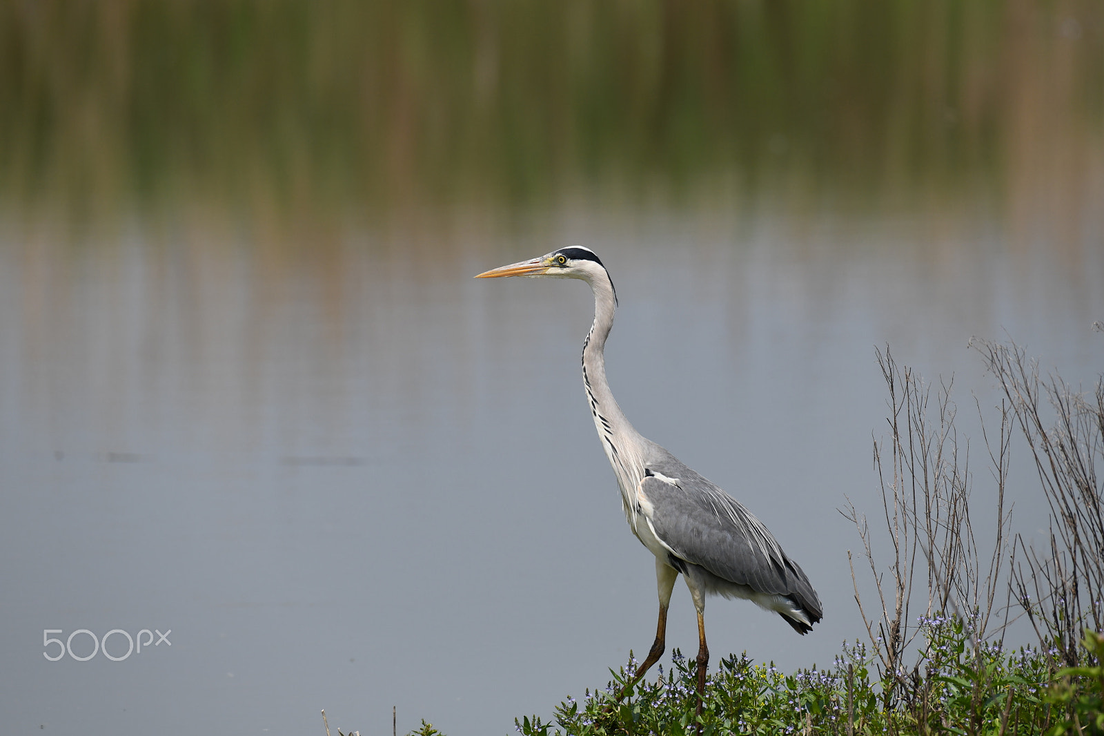 Nikon D850 + Nikon AF-S Nikkor 200-500mm F5.6E ED VR sample photo. Airone cenerino photography