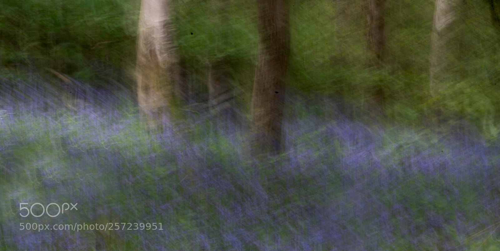Nikon D810 sample photo. Bluebell abstract photography