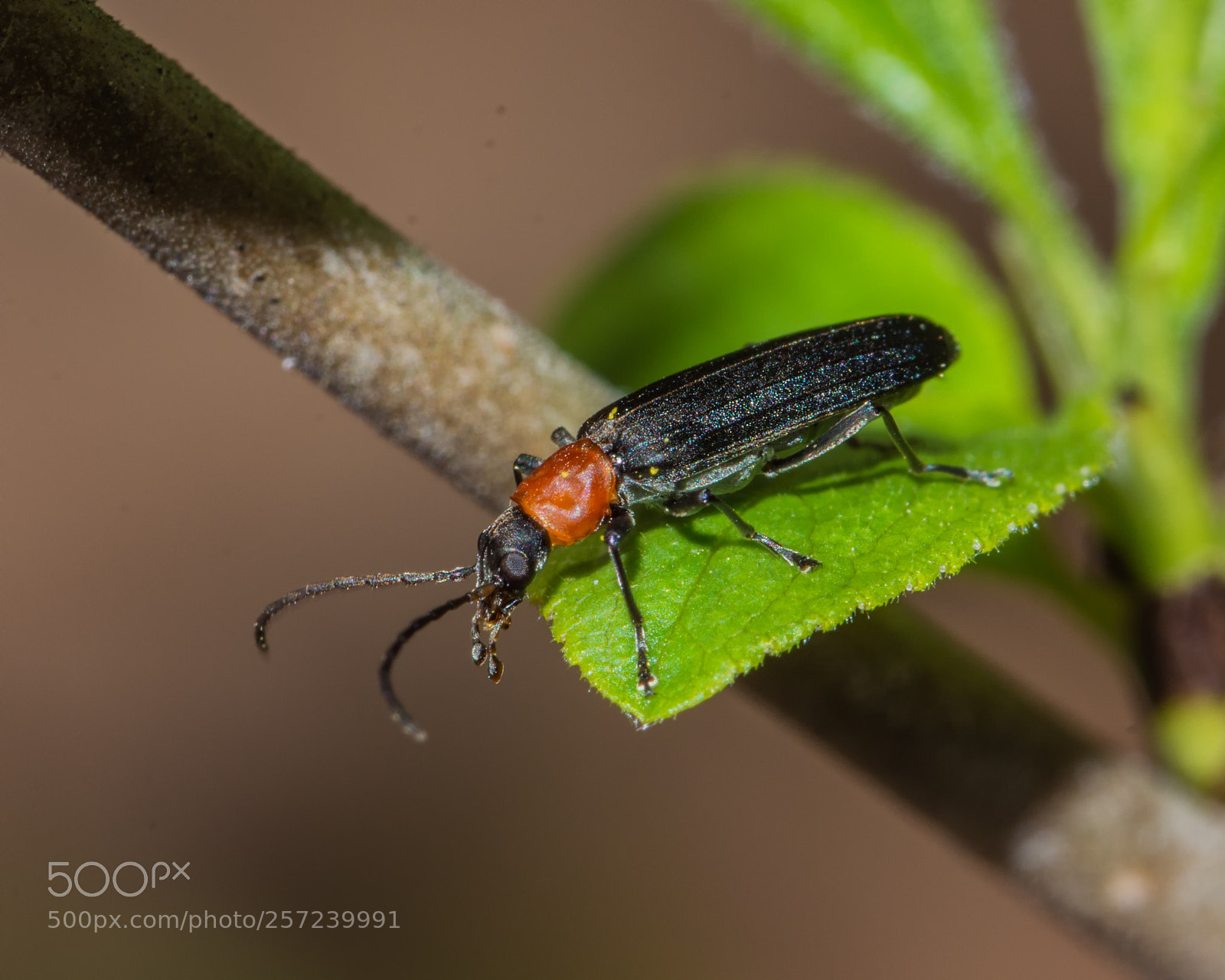 Nikon D7200 sample photo. False blister beetle photography