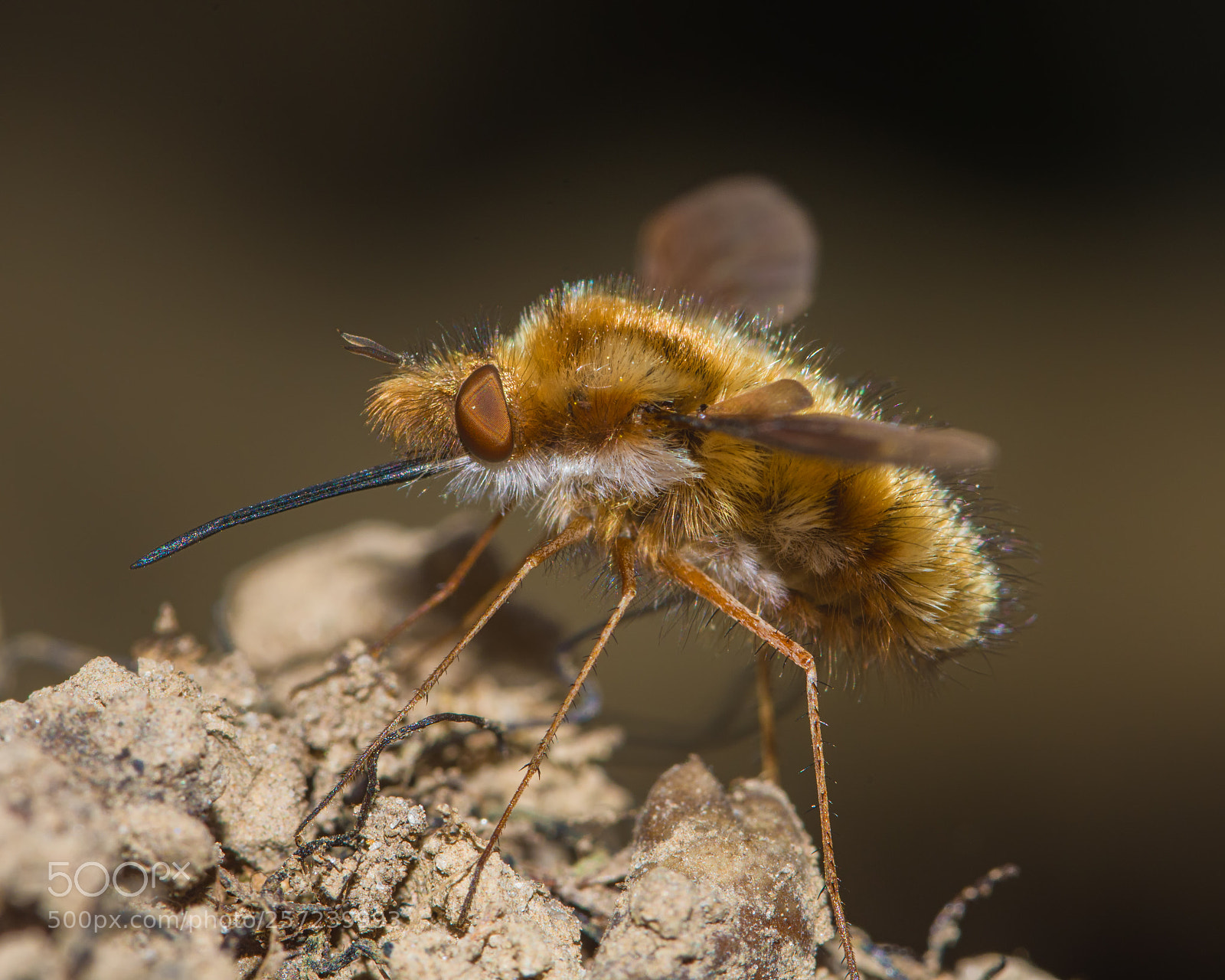Nikon D7200 sample photo. Bee fly profile photography