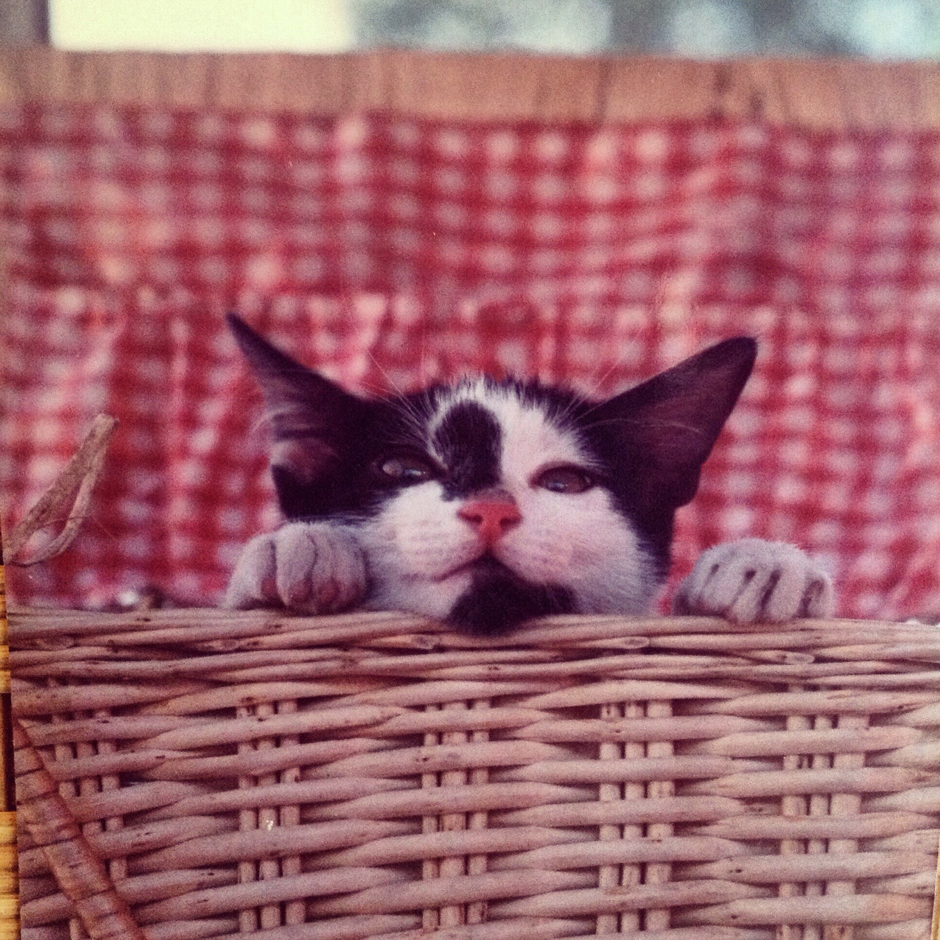 Apple iPad sample photo. My little kitten
 of many years ago ... photography