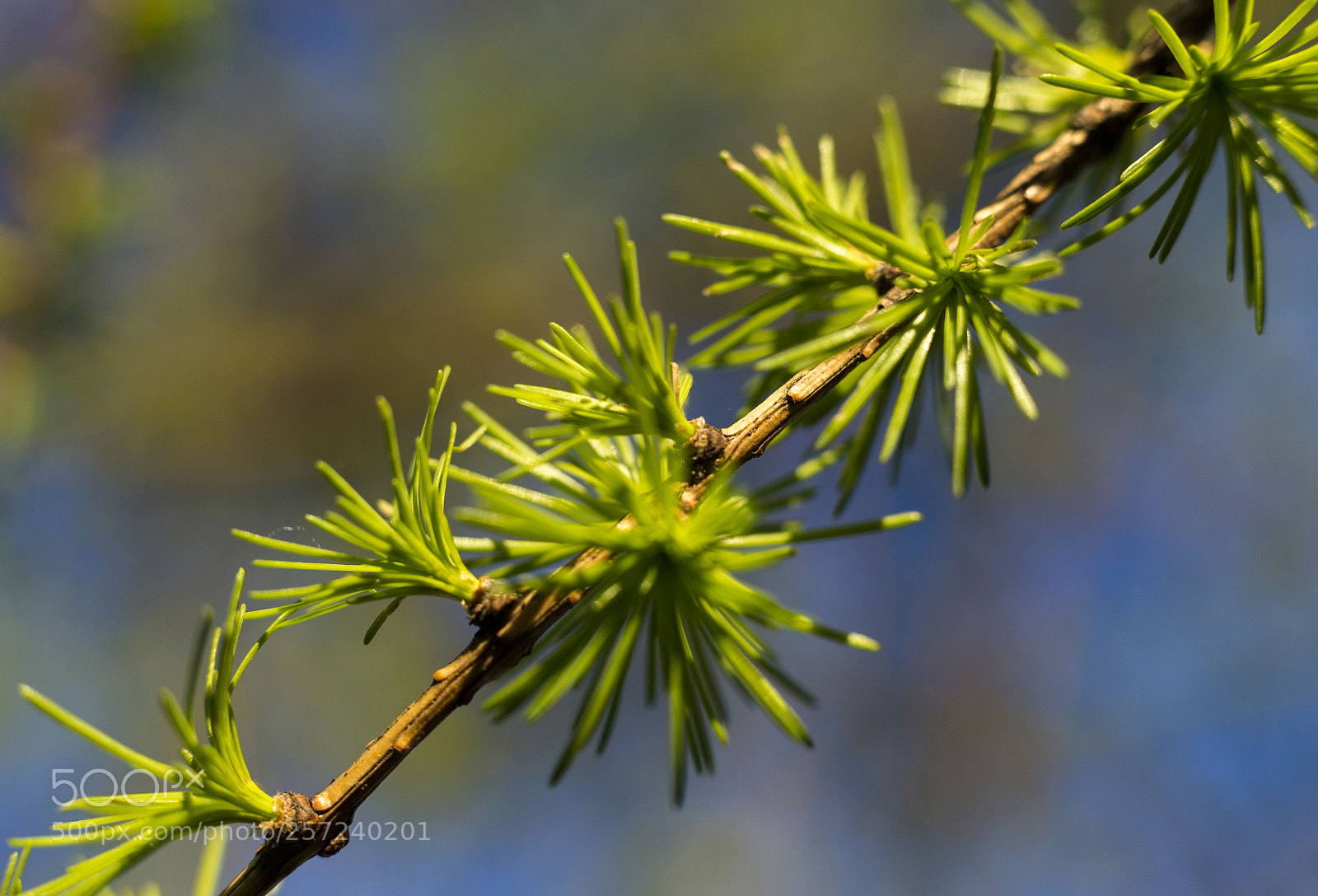 Canon EOS 6D sample photo. Afternoon macro photography