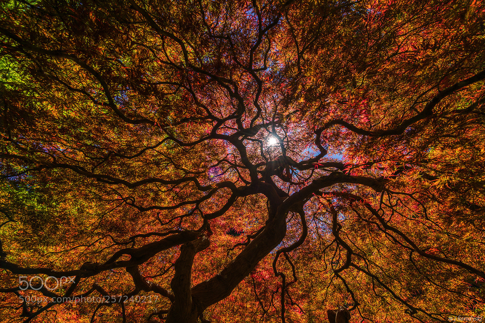 Nikon D850 sample photo. Under the tree iii 4183 photography