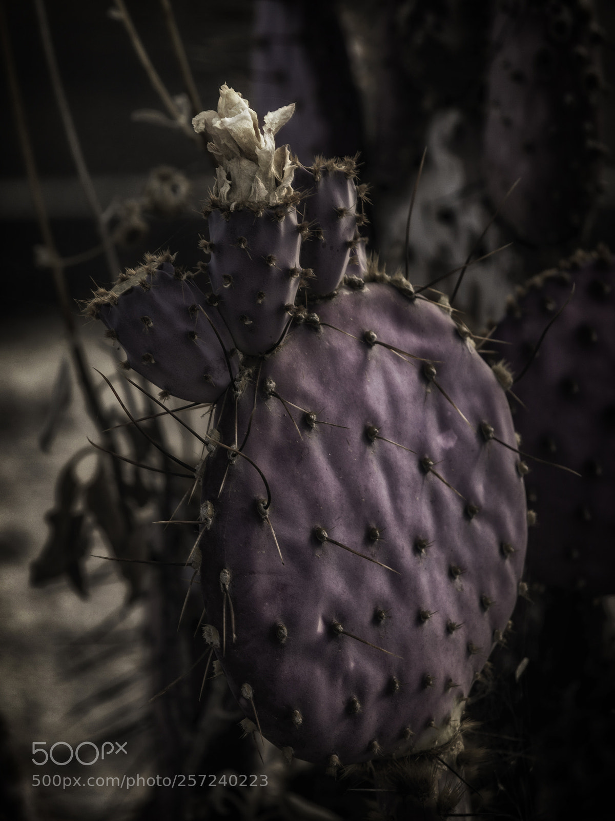 Olympus E-510 (EVOLT E-510) sample photo. The wild purple cactus photography