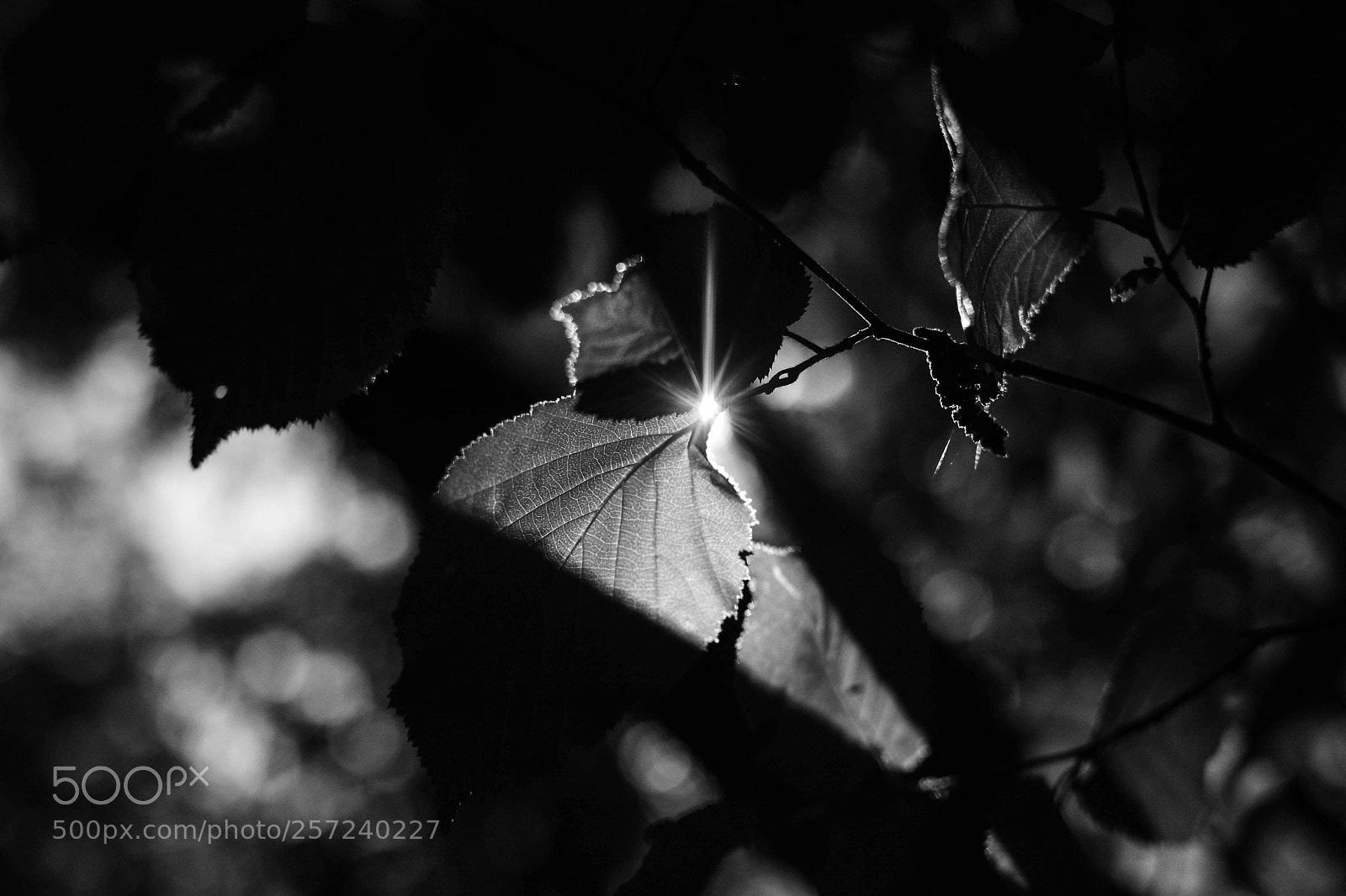 Nikon D7100 sample photo. Luci nel bosco pt.3 photography