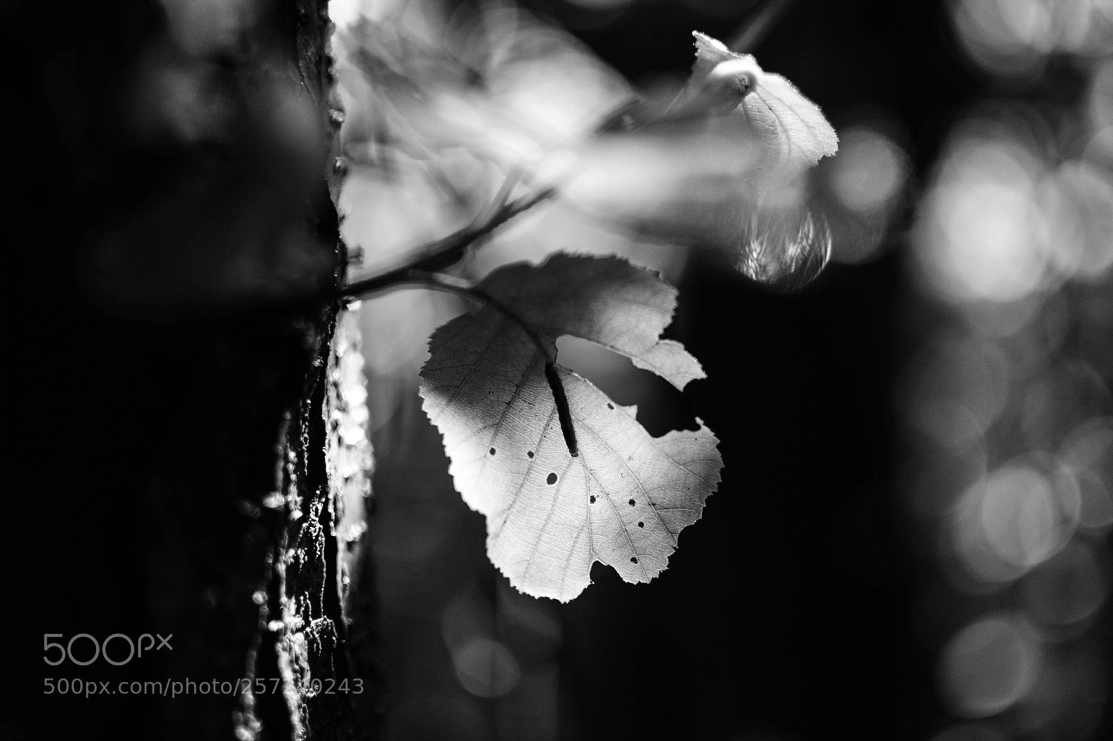 Nikon D7100 sample photo. Luci nel bosco pt4 photography
