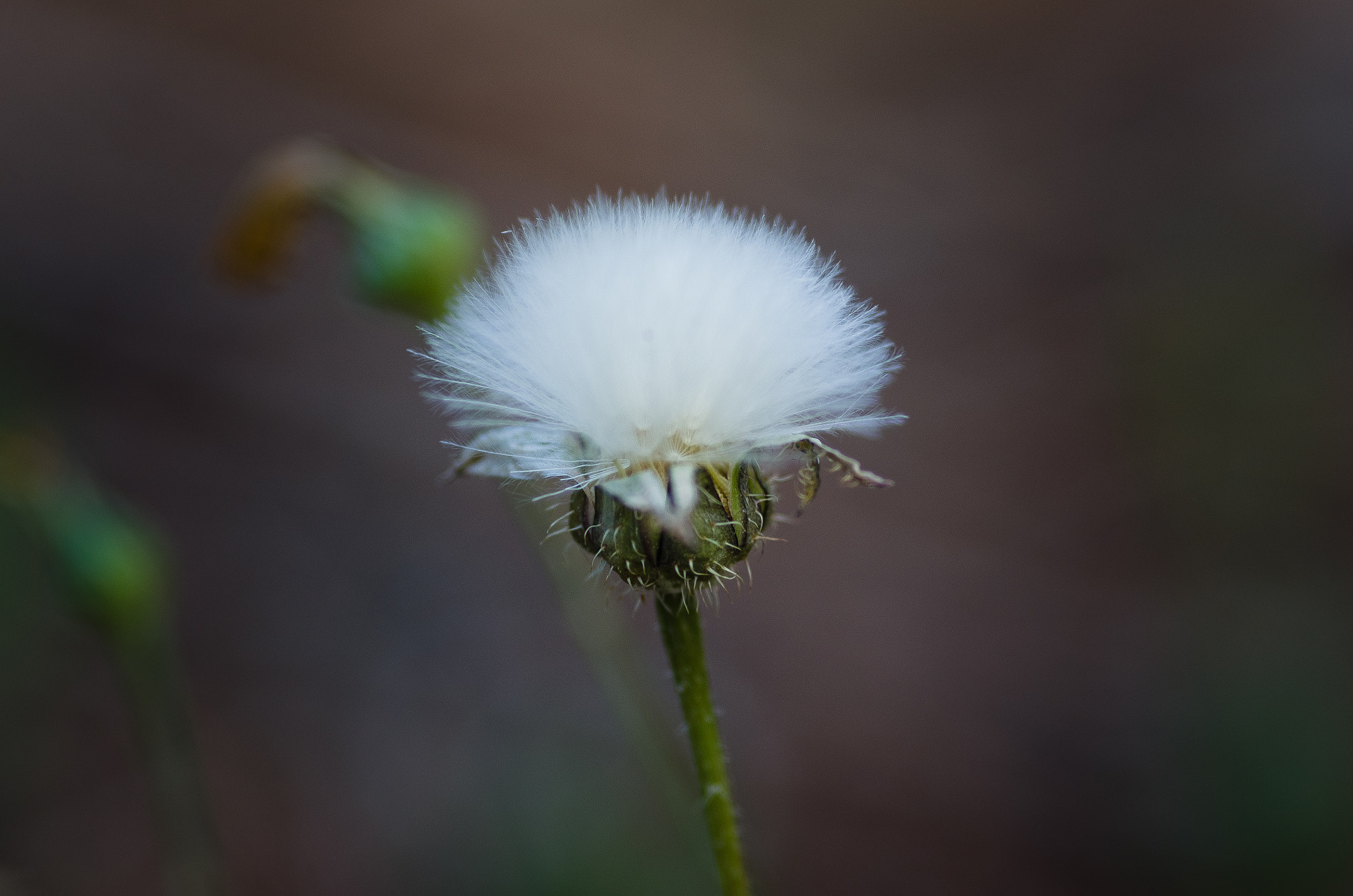 Pentax K-5 IIs sample photo. Soft photography