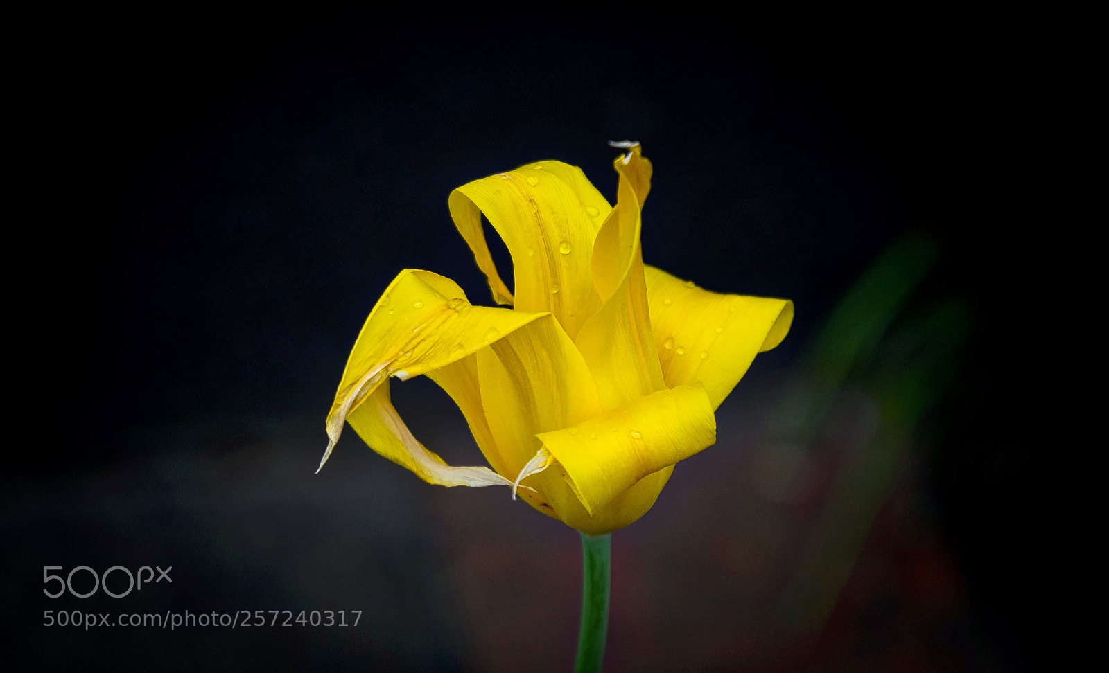 Sony a7 sample photo. Flower photography