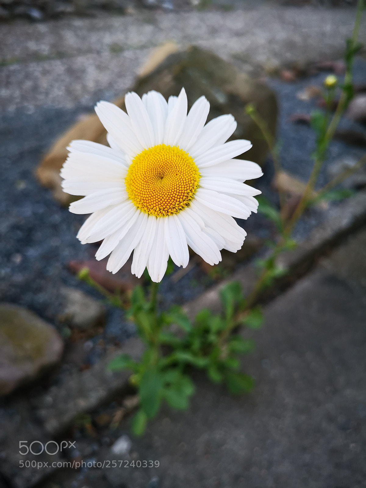 HUAWEI CLT-L29 sample photo. Beautiful flower with huawei photography