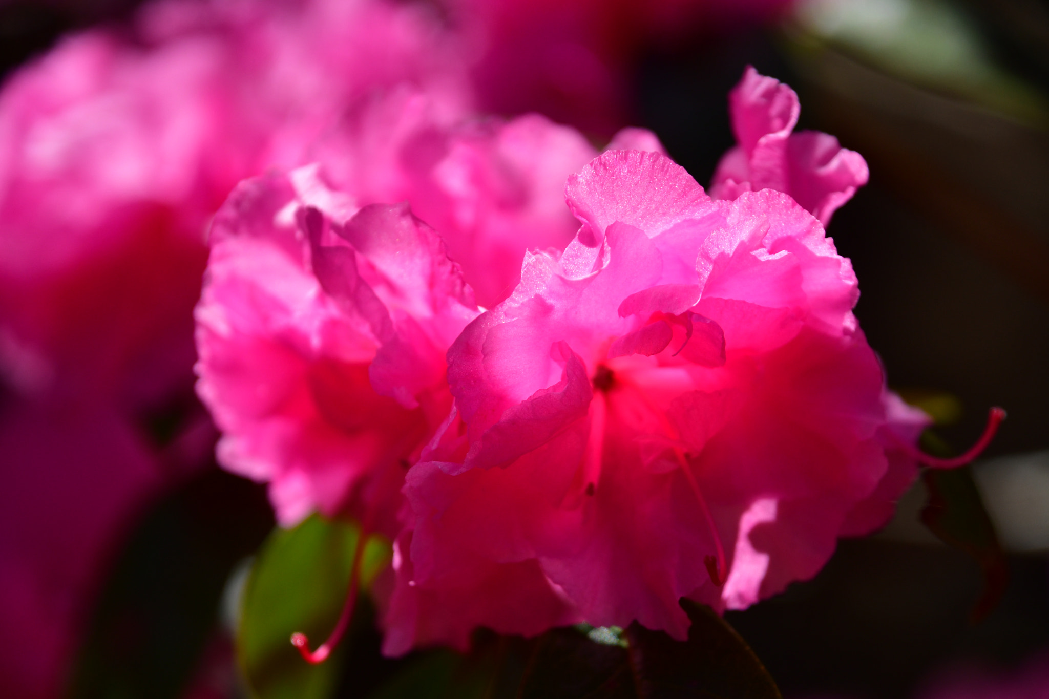 Nikon D7500 sample photo. Azalea  photography