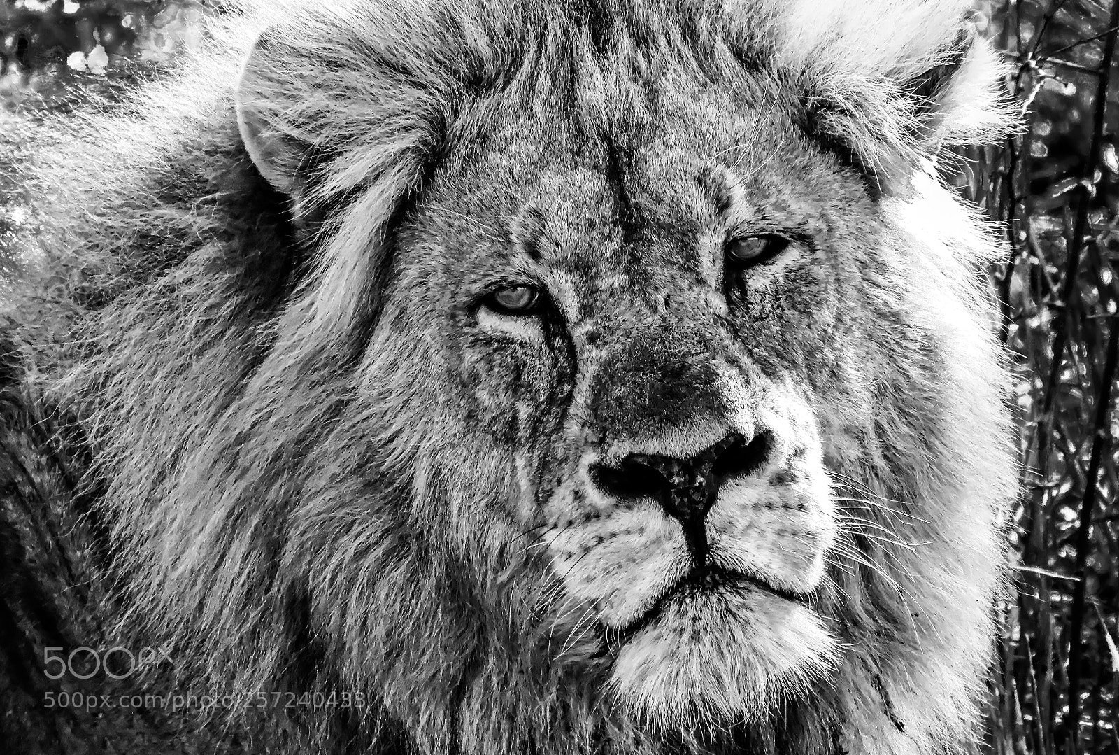 Canon PowerShot SX60 HS sample photo. Lion king v2 photography
