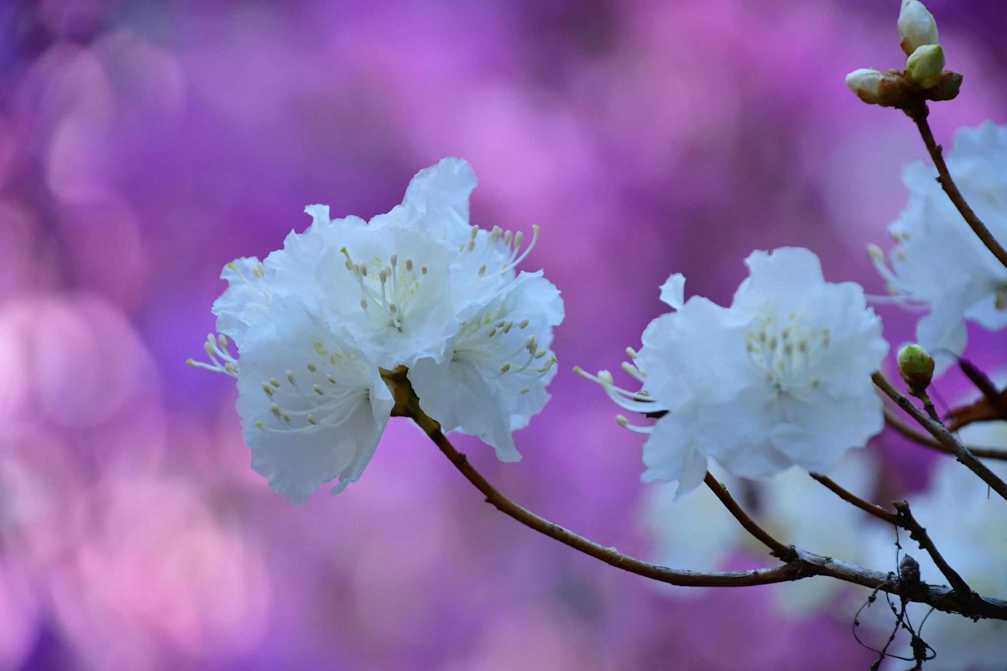 Nikon D7500 sample photo. White azalea photography