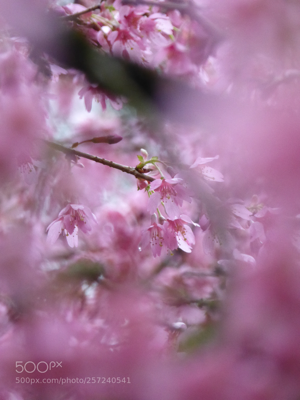 Panasonic DMC-TZ61 sample photo. Spring pink photography
