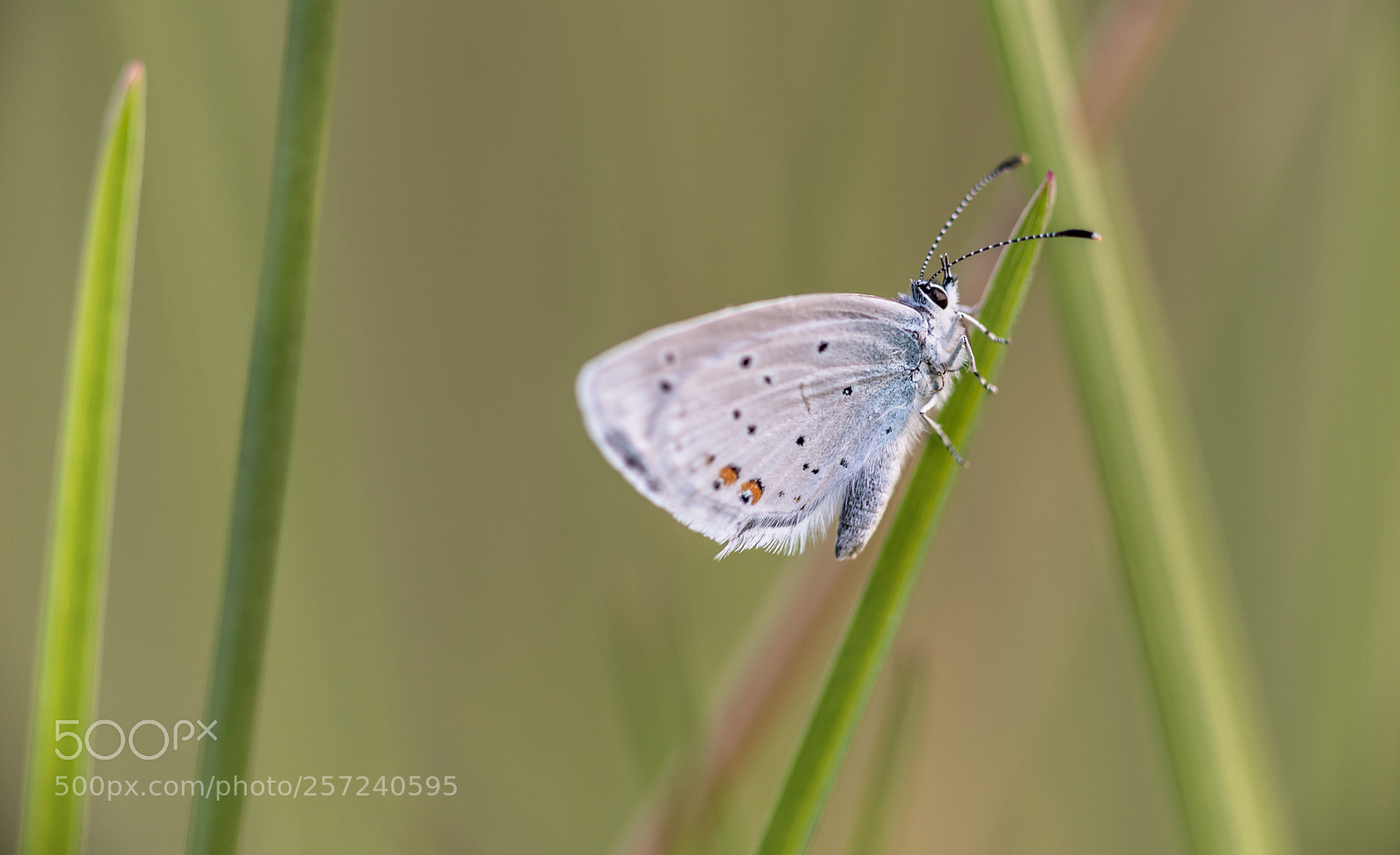 Nikon D750 sample photo. Short-tailed in the wind photography