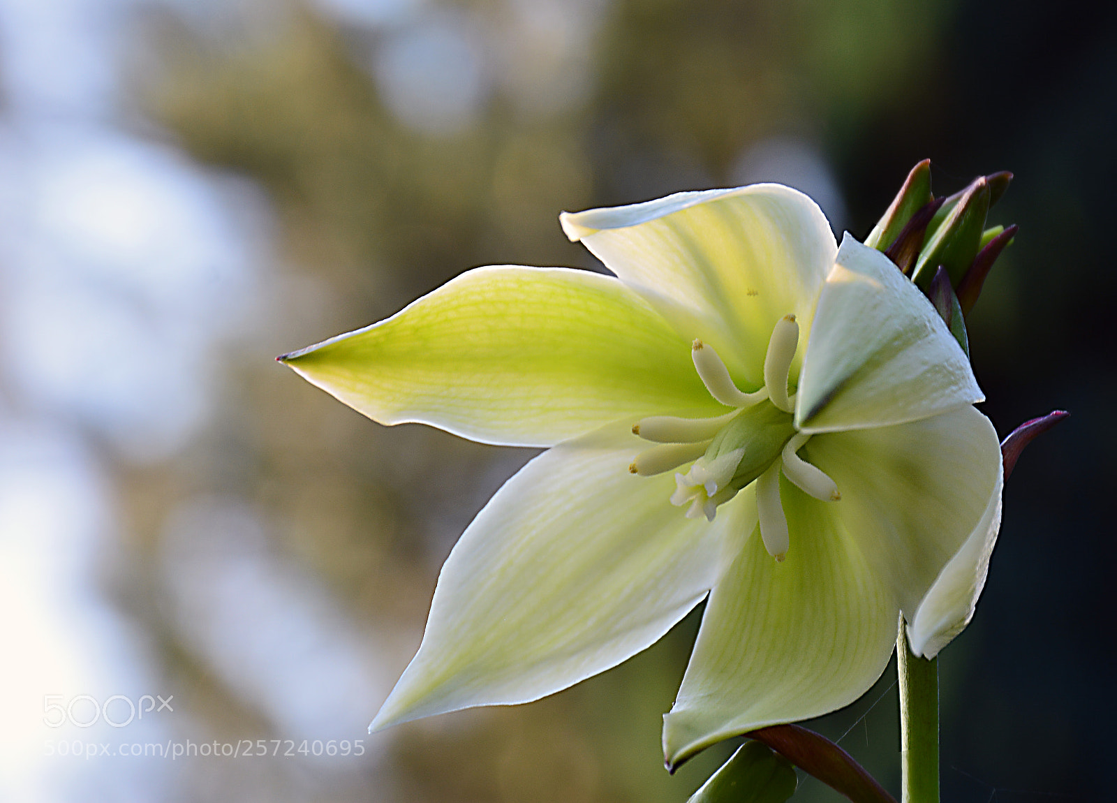 Nikon D5200 sample photo. Summer blossoms photography
