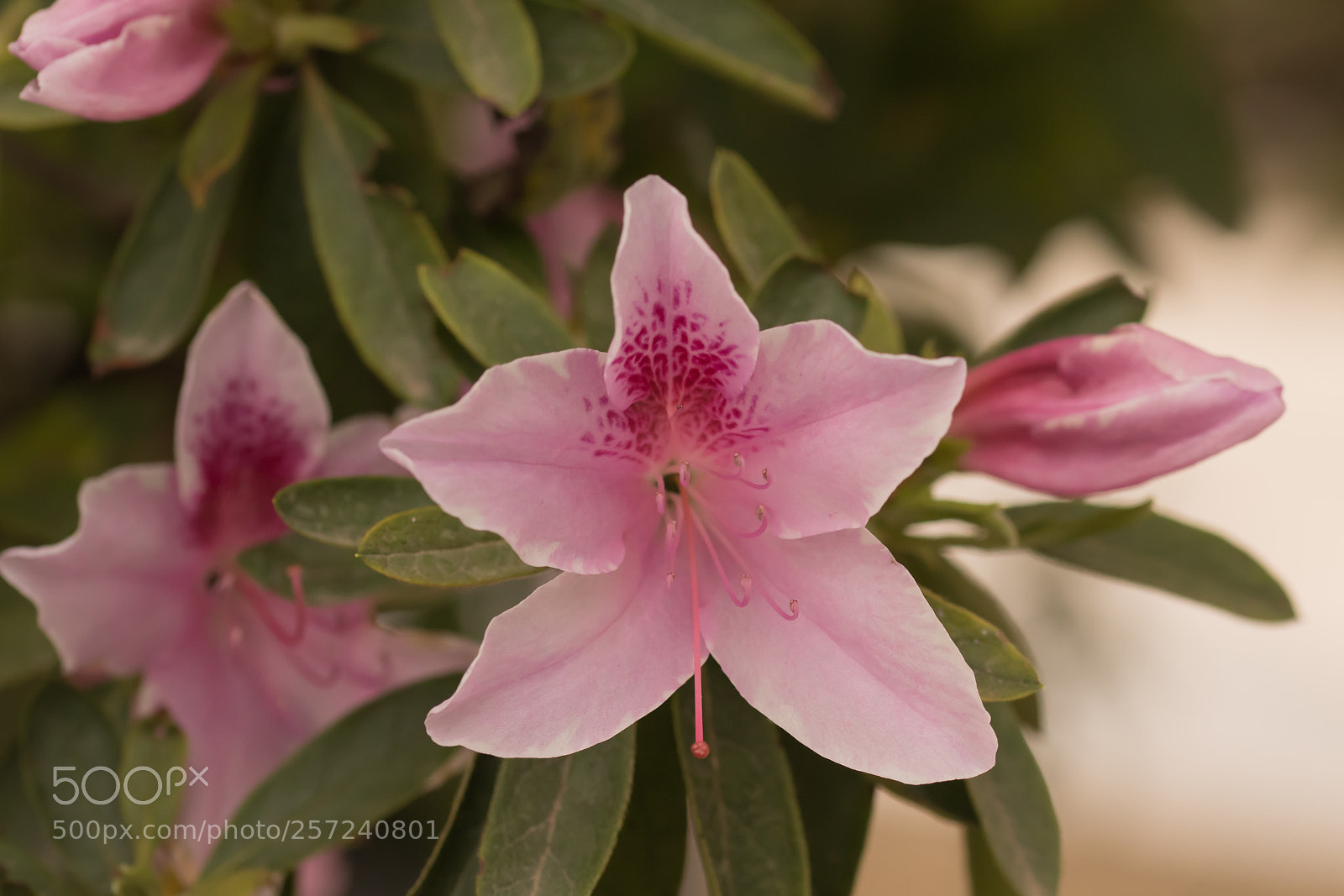 Canon EOS 77D (EOS 9000D / EOS 770D) sample photo. Rododendron pink flowers photography